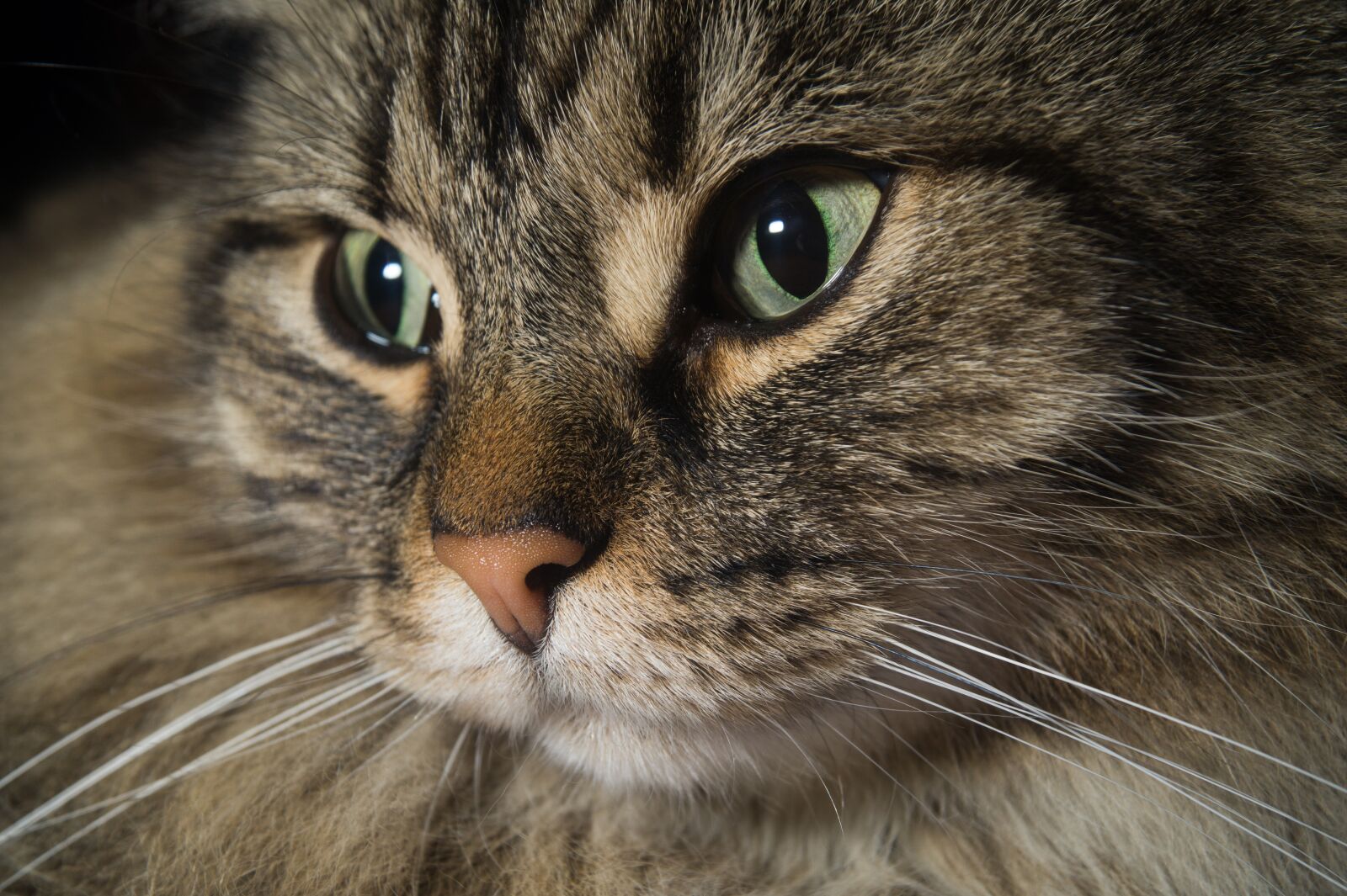 Sony DT 18-55mm F3.5-5.6 SAM II sample photo. Cat, norwegian forest cat photography