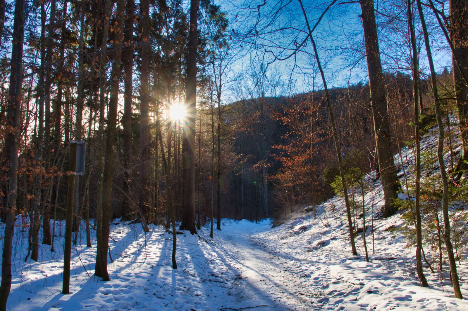 Canon EOS 700D (EOS Rebel T5i / EOS Kiss X7i) sample photo. Winter, walk, forest photography