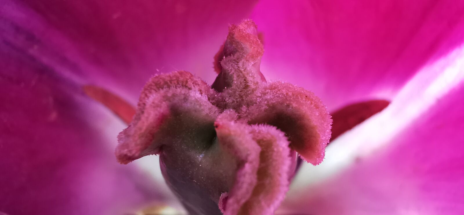 HUAWEI P30 Pro sample photo. Tulip, pink, macro photography