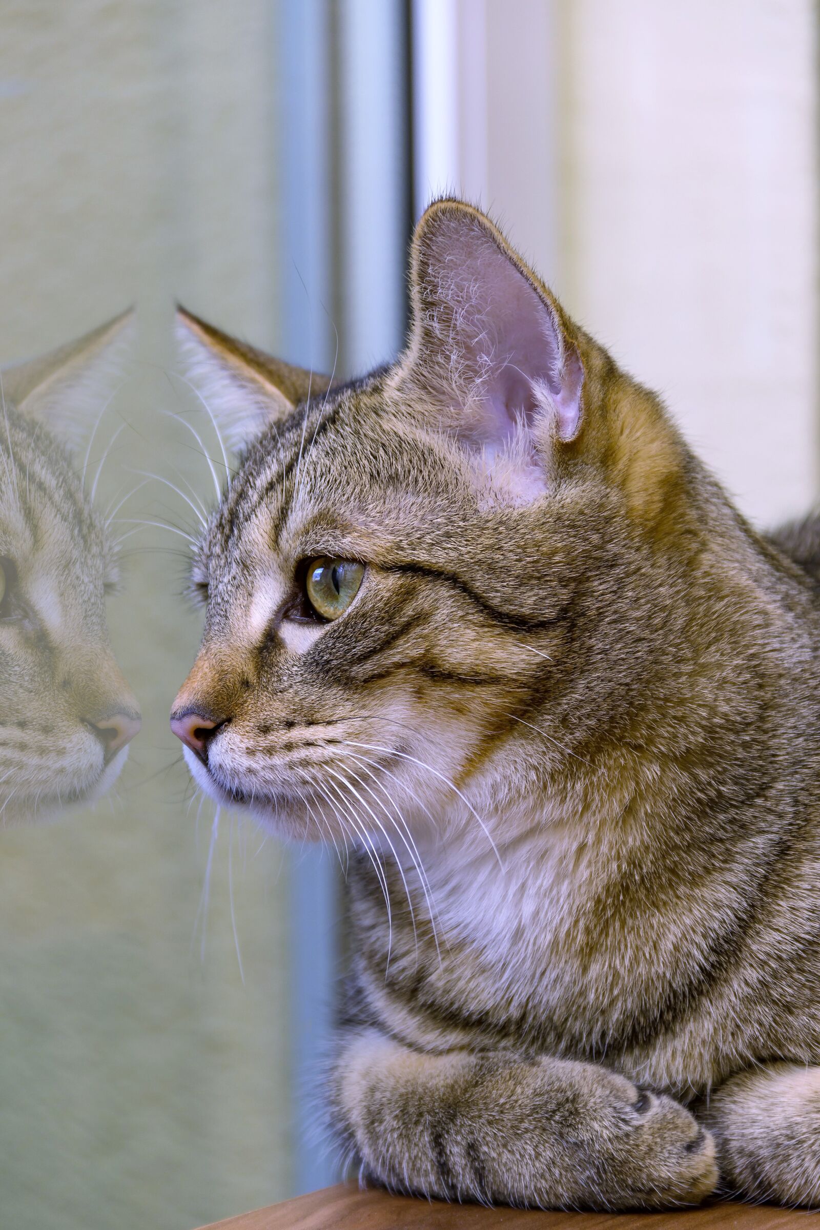 Canon EOS 600D (Rebel EOS T3i / EOS Kiss X5) sample photo. Cat, small, spieglung photography