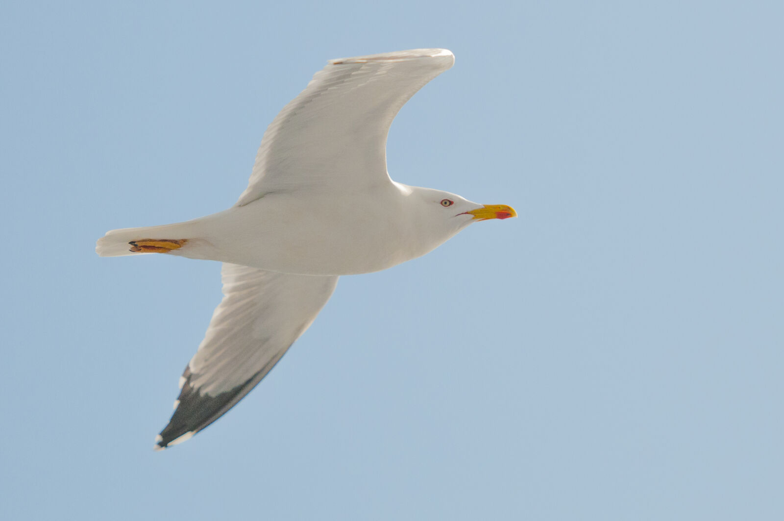 Nikon D300 sample photo. White, seagull, flying, under photography