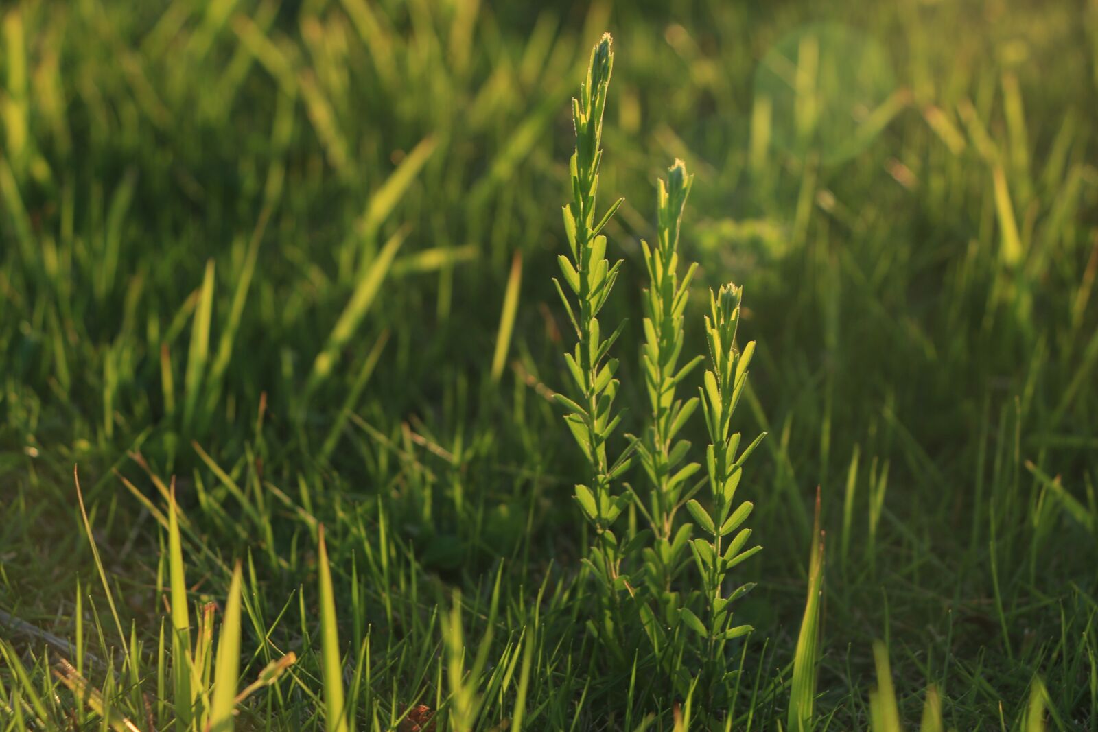 Canon EOS 70D sample photo. Plant, green, small fresh photography