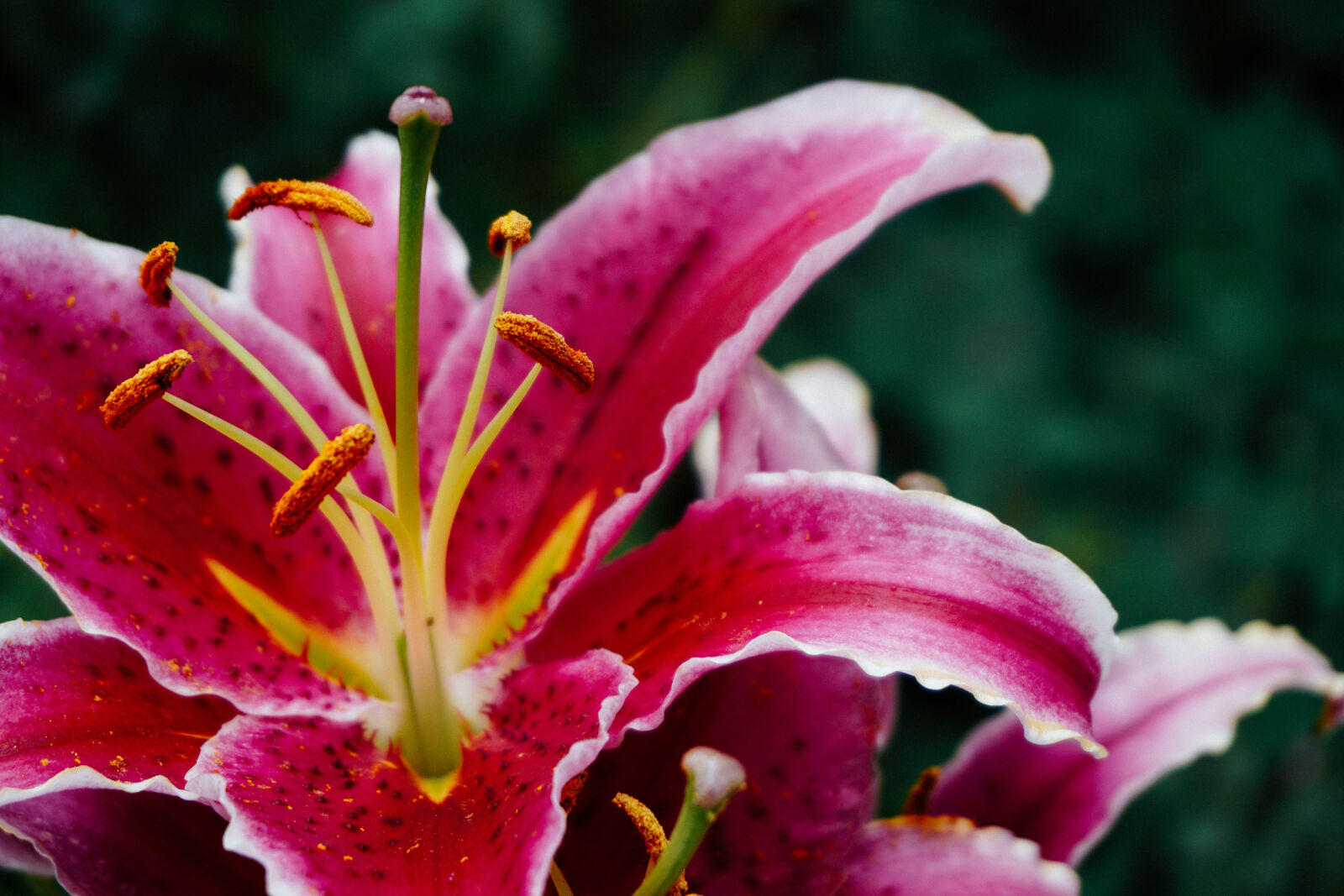 Sony a6000 sample photo. Beautiful, blooming, blossom, blur photography
