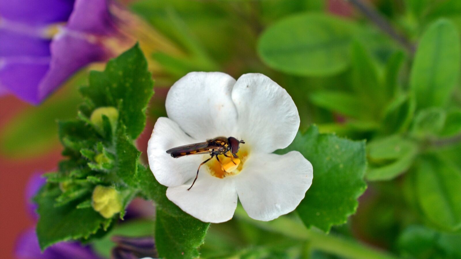 Nikon D5200 sample photo. Flower, insect, fly photography