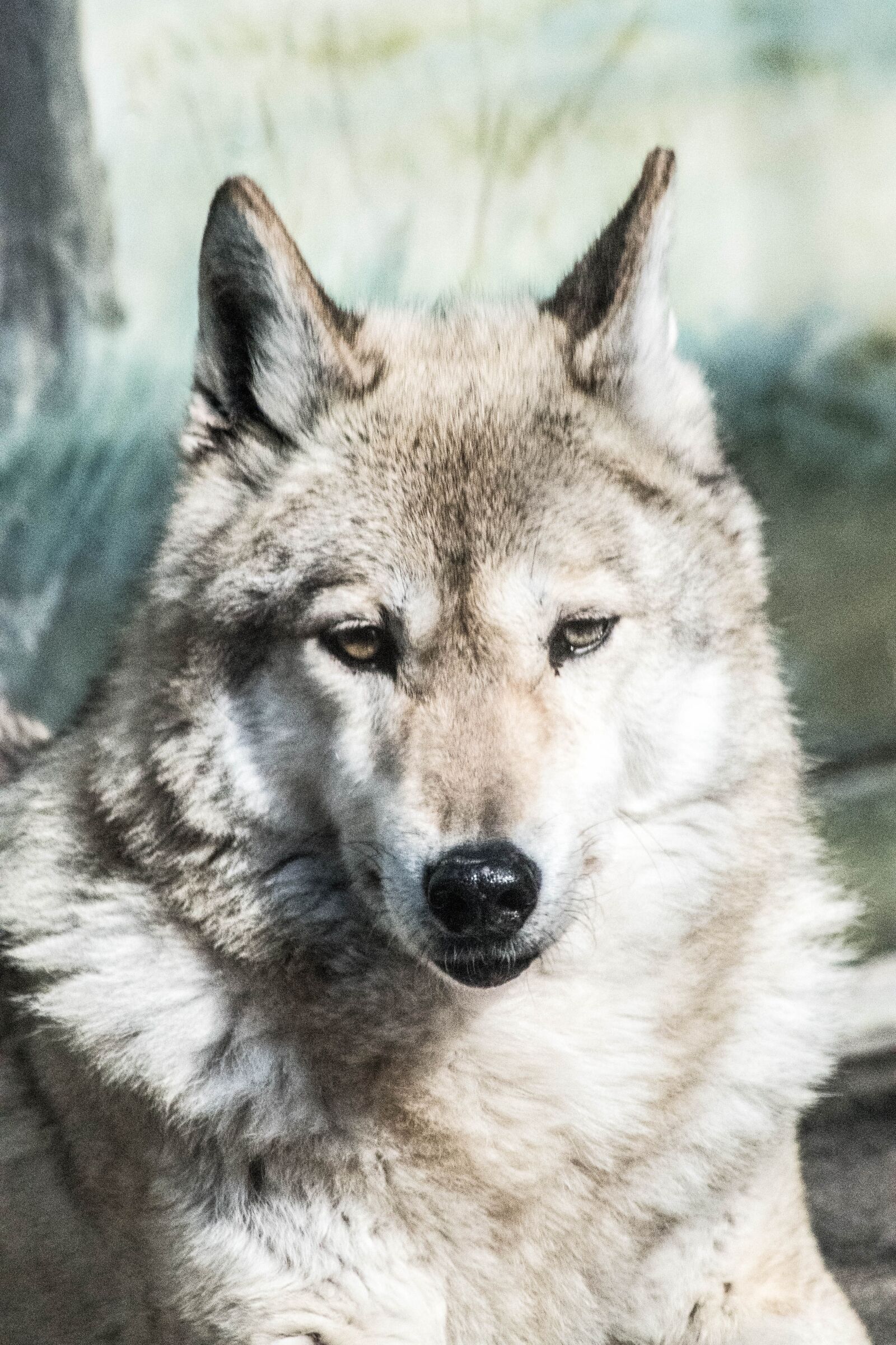 Pentax K-S1 sample photo. Wolf, animal, zoo photography