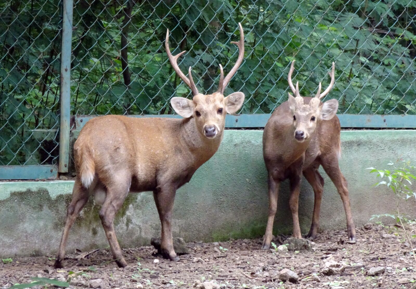 Sony Cyber-shot DSC-HX90V sample photo. Indian hog deer, hyelaphus photography