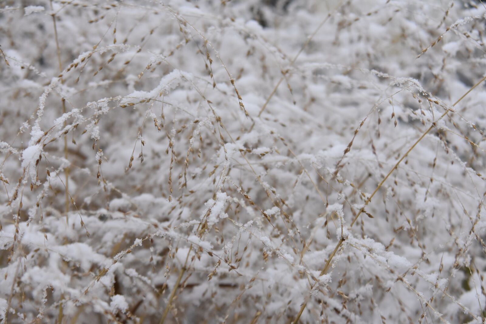 Nikon D7200 sample photo. Winter, grass, cold photography