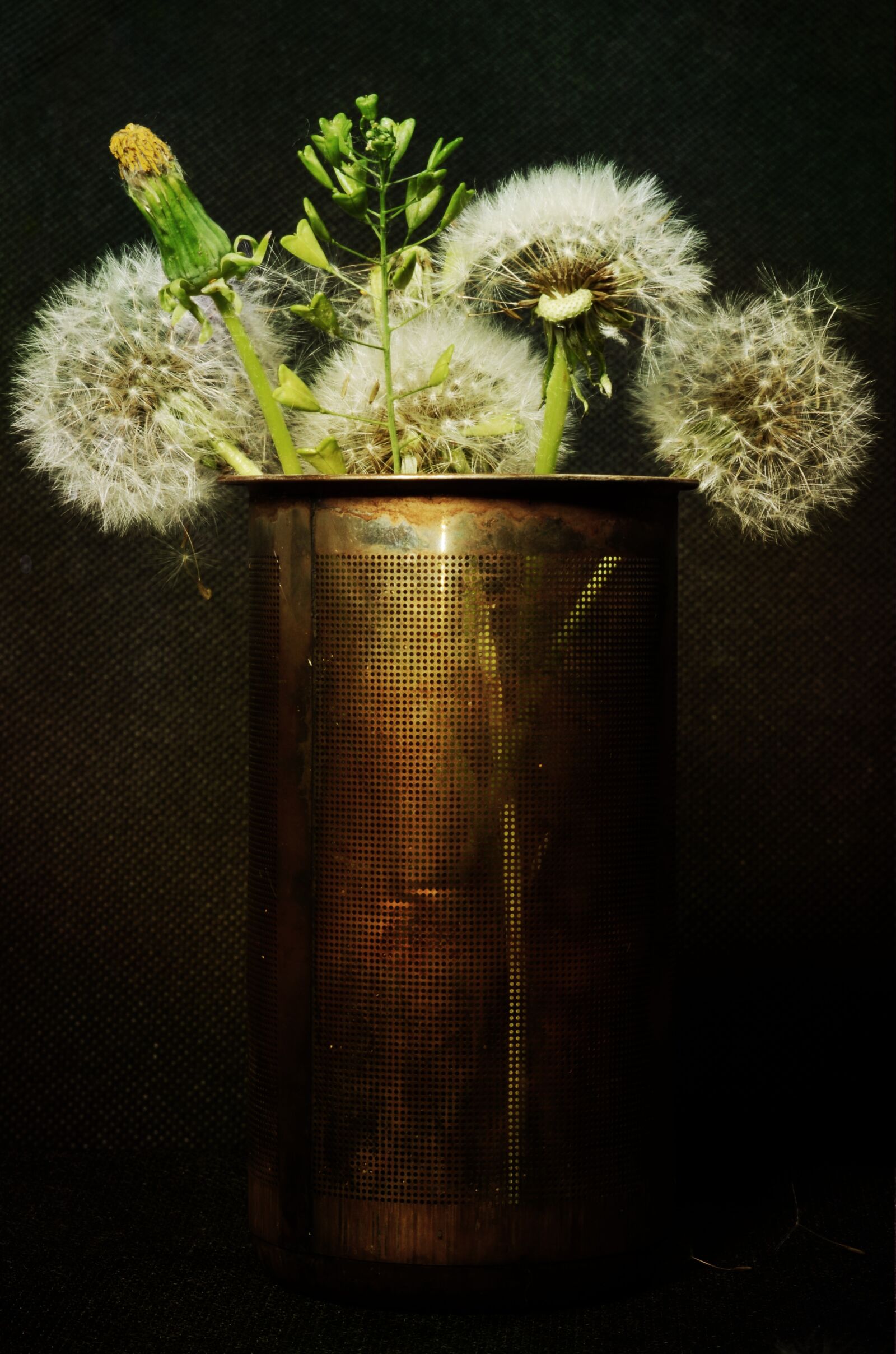 Nikon D7000 sample photo. Dandelions, still life, flowers photography