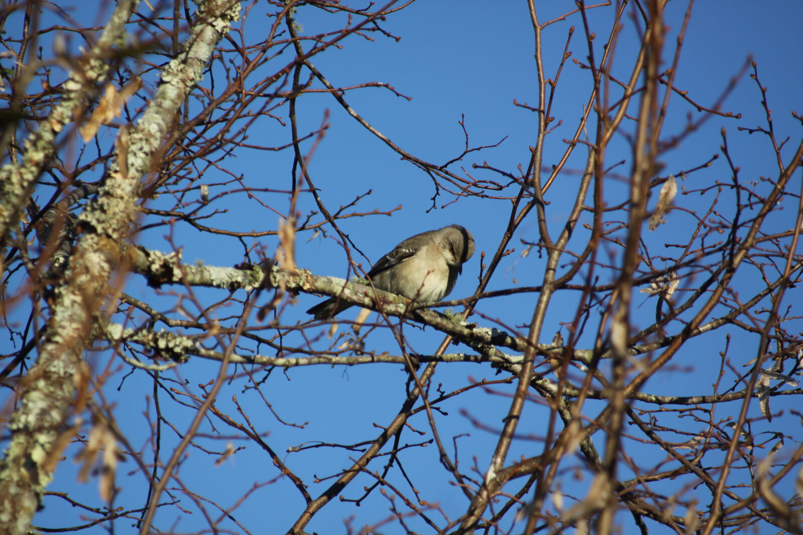 Canon EOS 50D sample photo