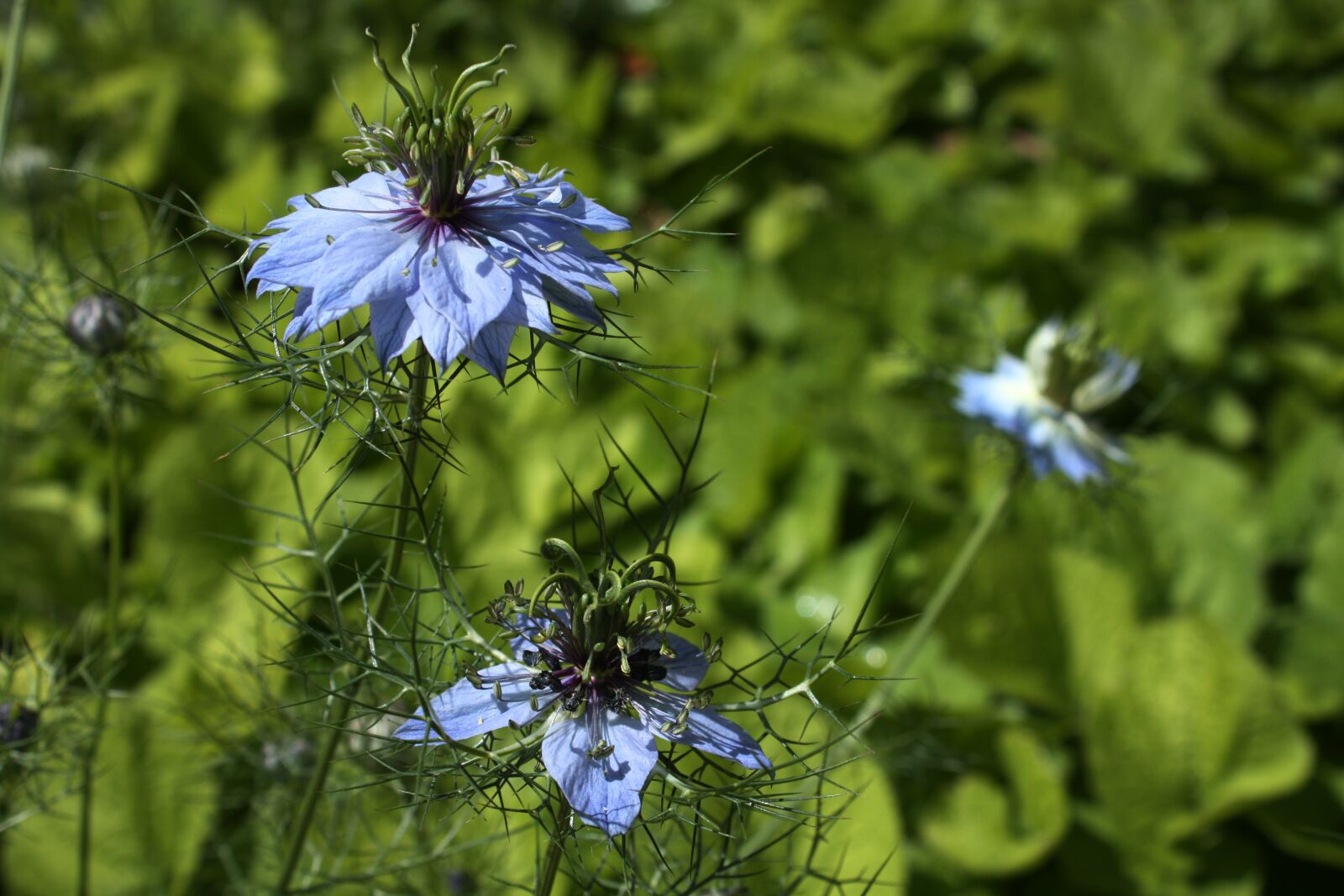Canon EOS 450D (EOS Rebel XSi / EOS Kiss X2) sample photo. Damascus nigella, blue flower photography
