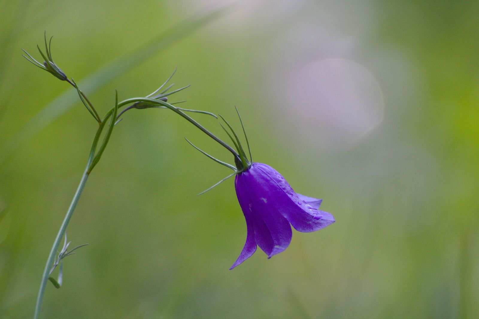 Canon EOS 1200D (EOS Rebel T5 / EOS Kiss X70 / EOS Hi) sample photo. Flower, beautiful, nature photography