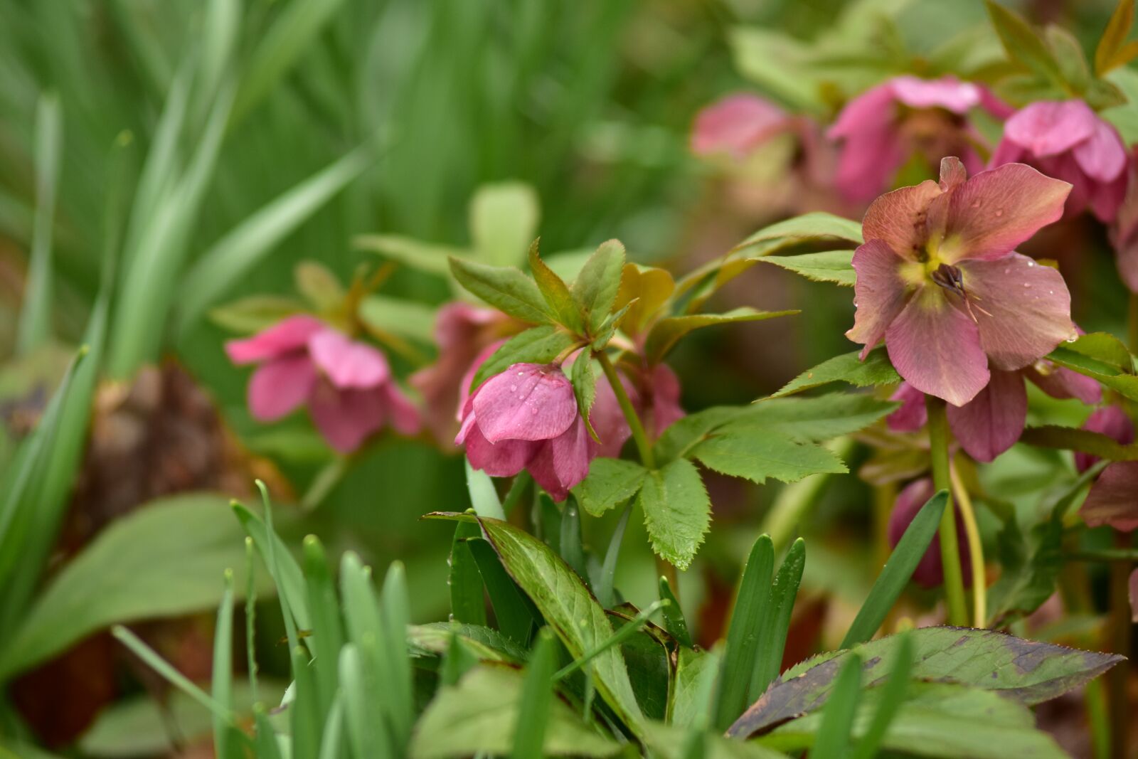 Nikon D7200 sample photo. Lenten rose, wildflowers, spring photography