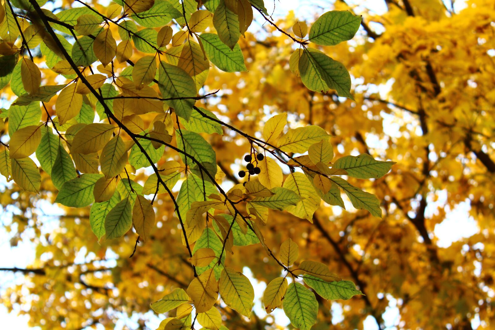 Canon EOS 650D (EOS Rebel T4i / EOS Kiss X6i) sample photo. Leaves, berry, autumn photography