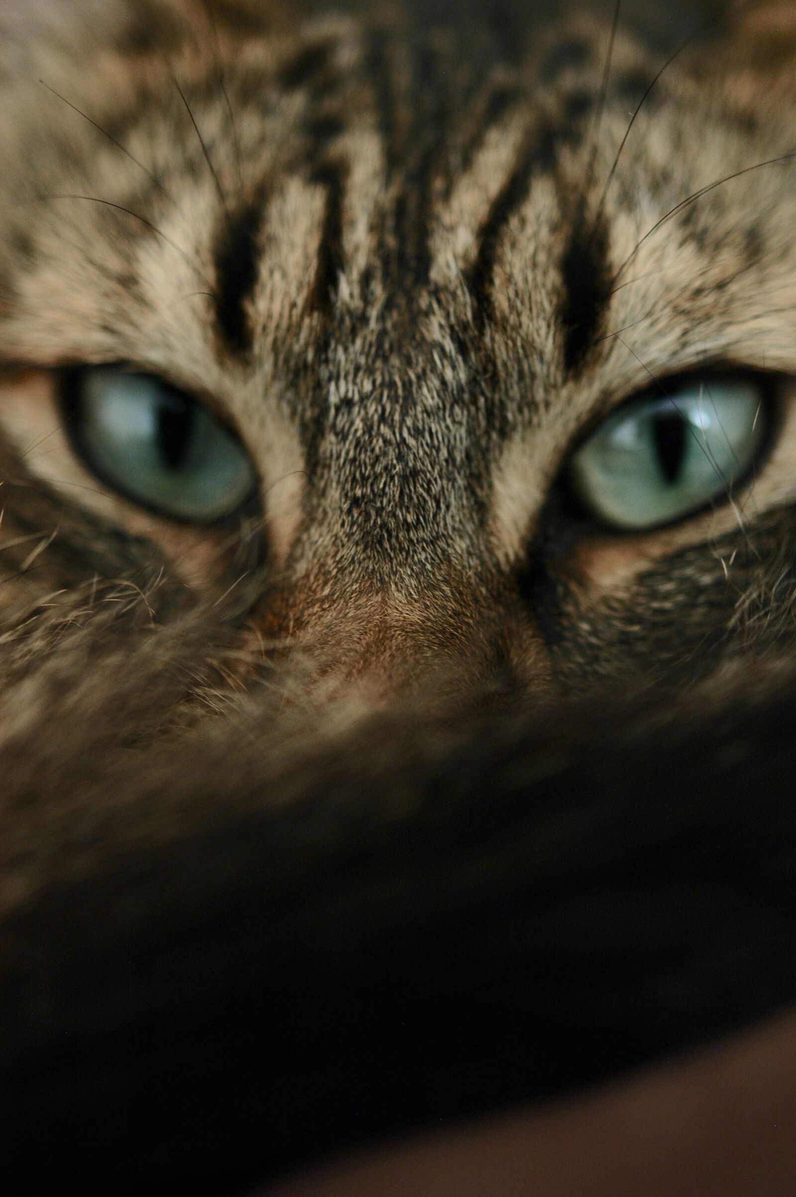 Nikon D100 sample photo. Cat, eyes, feline photography