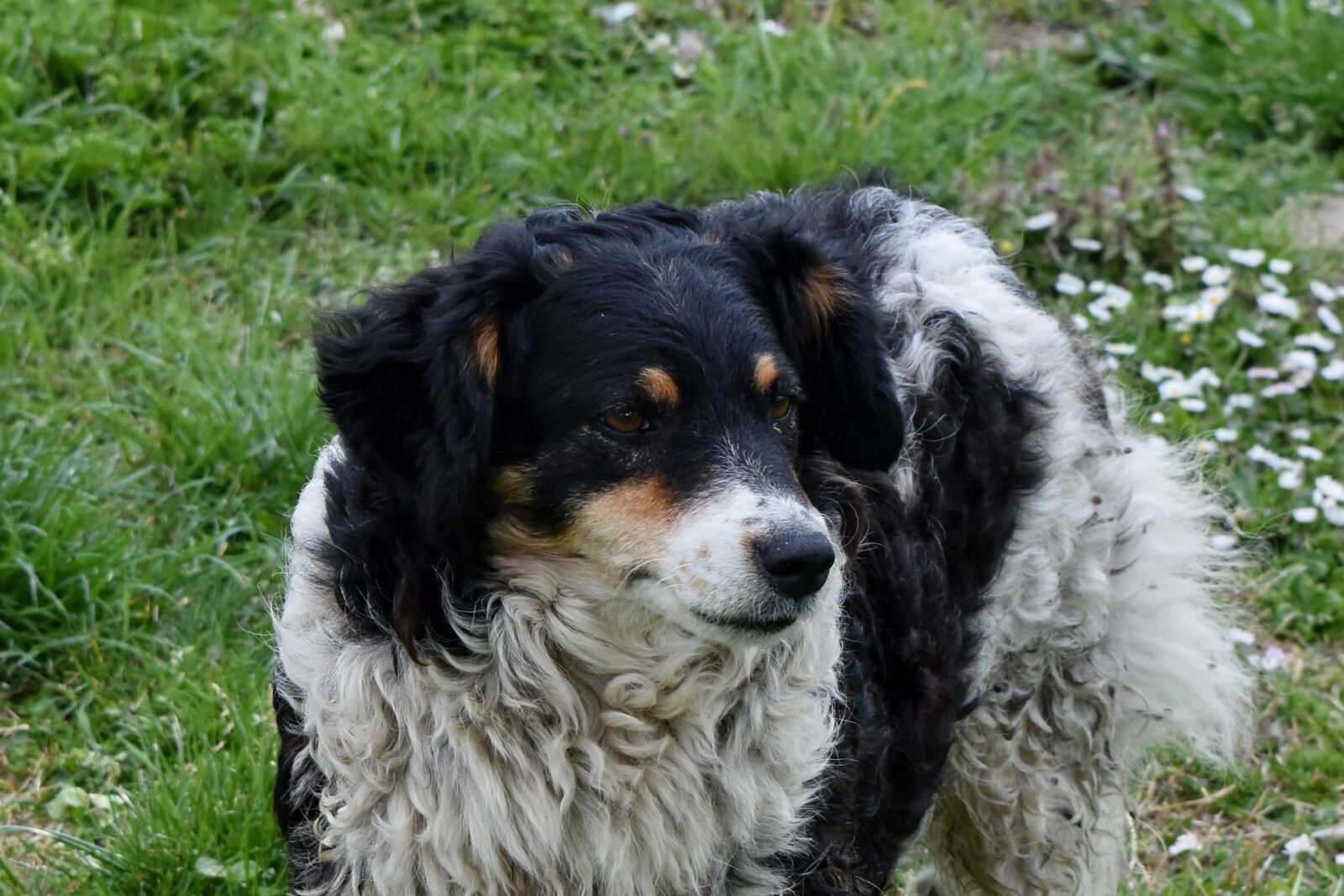 Nikon D5500 sample photo. Green grass, pedigree, dog photography