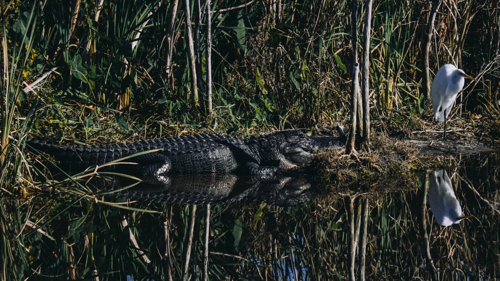 Fujifilm X-T2 sample photo. Alligator, egret, bird photography