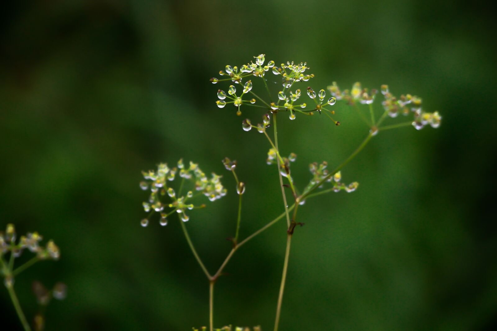 Canon EF-S 18-135mm F3.5-5.6 IS USM sample photo. Closeup, green, nature photography