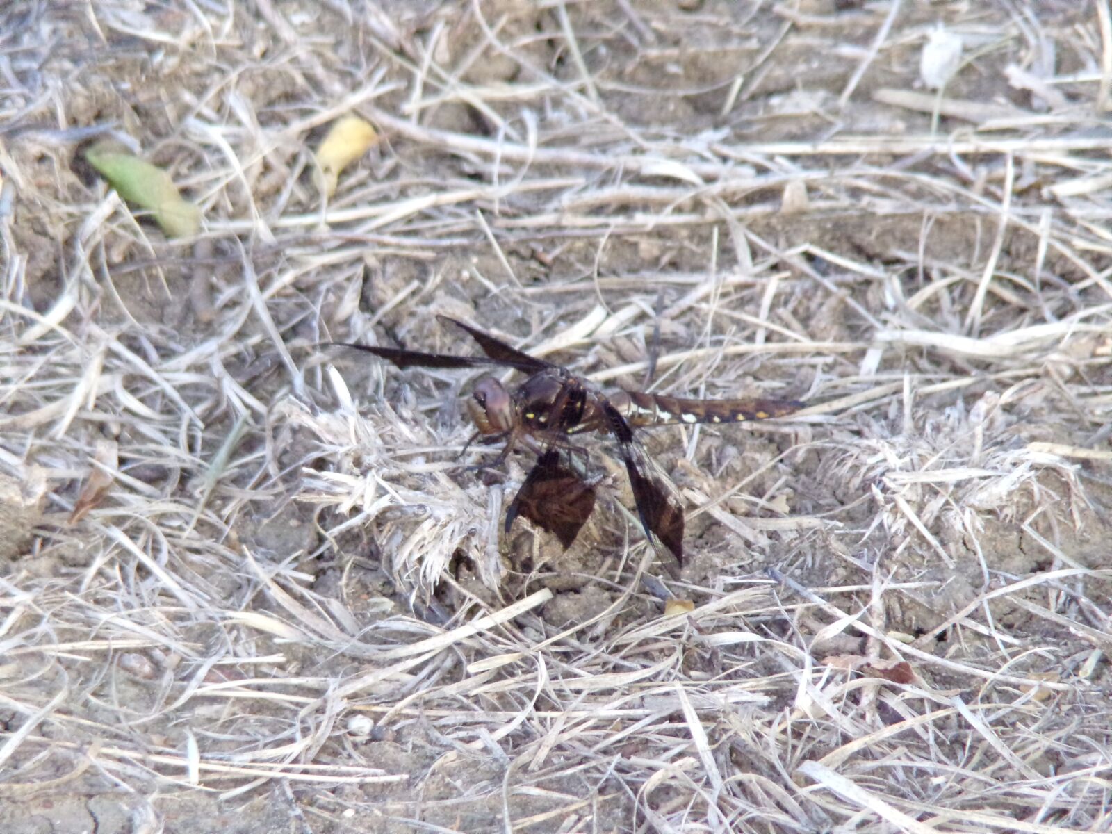 JK KODAK PIXPRO AZ421 sample photo. Dragonfly, nature, insect photography