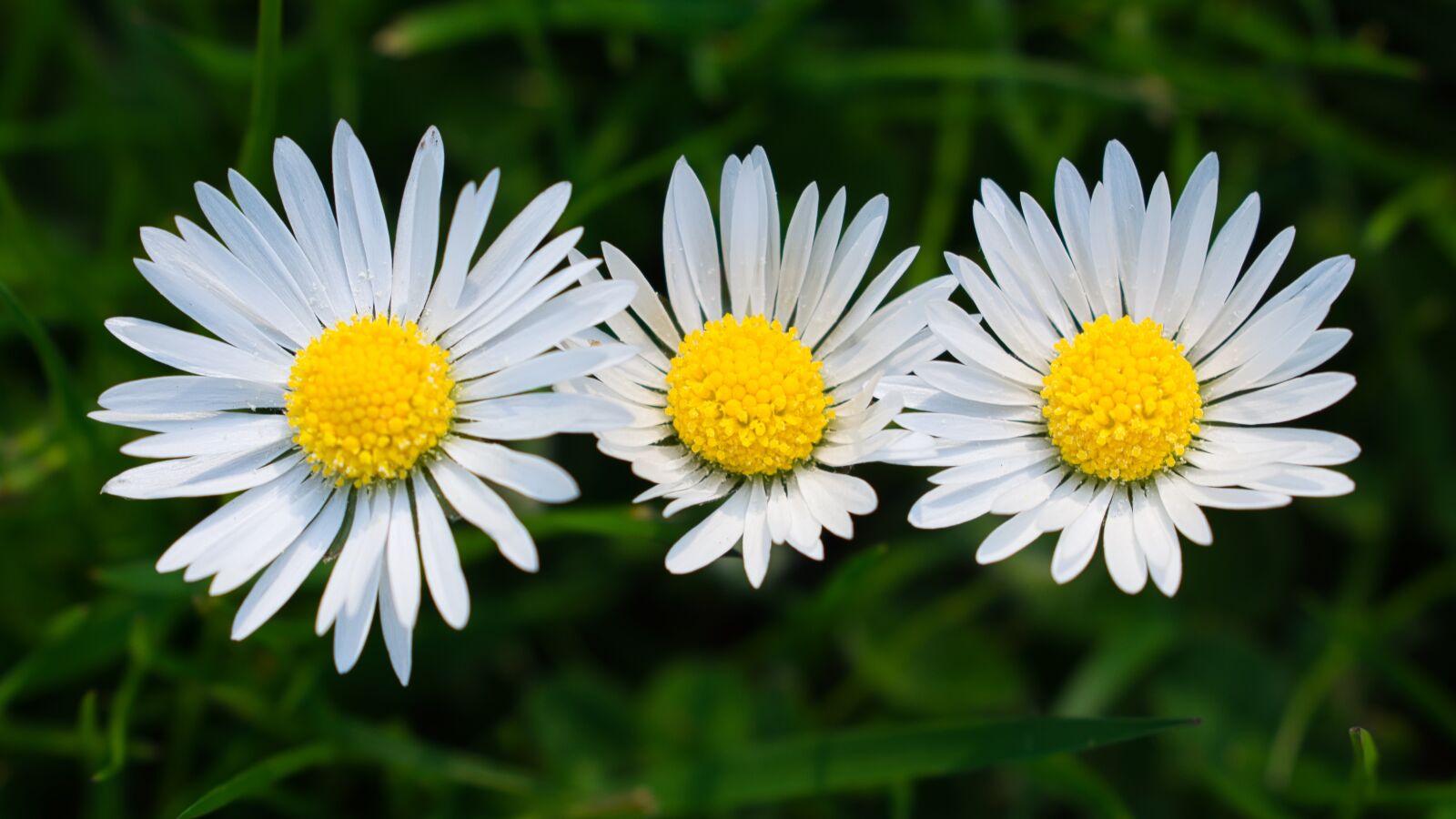 Nikon D3400 sample photo. Three, daisies, flowers photography