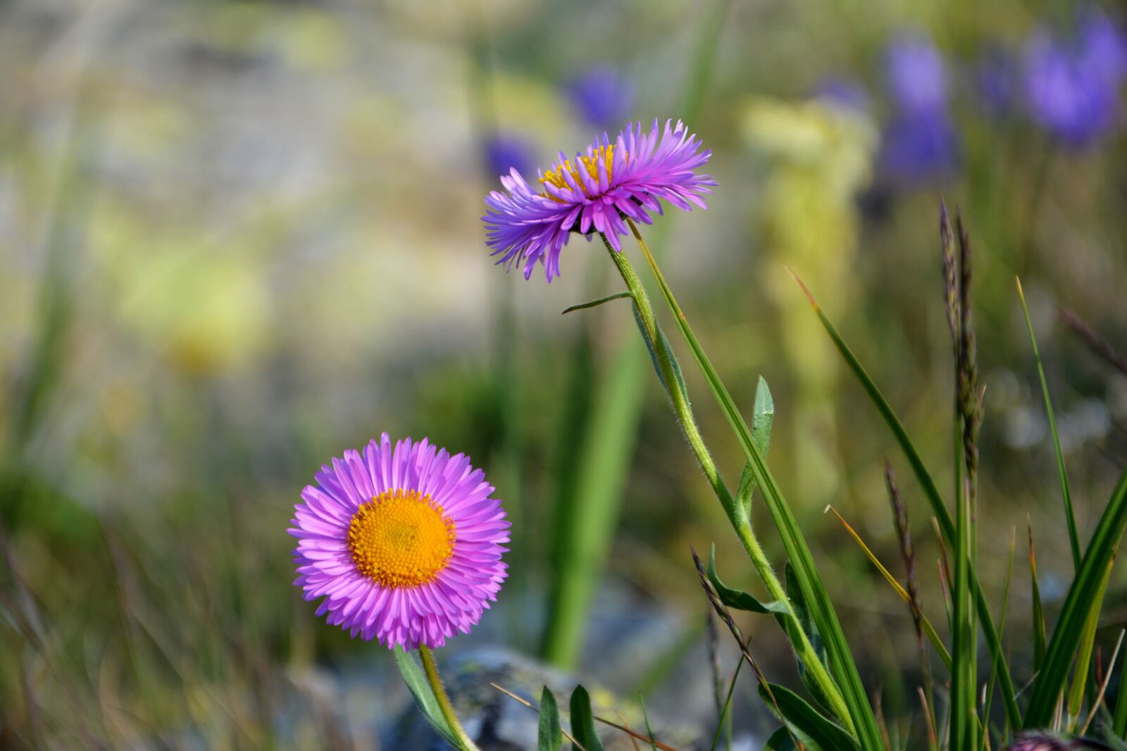 Nikon D7100 sample photo. Flower, nature, macro photography