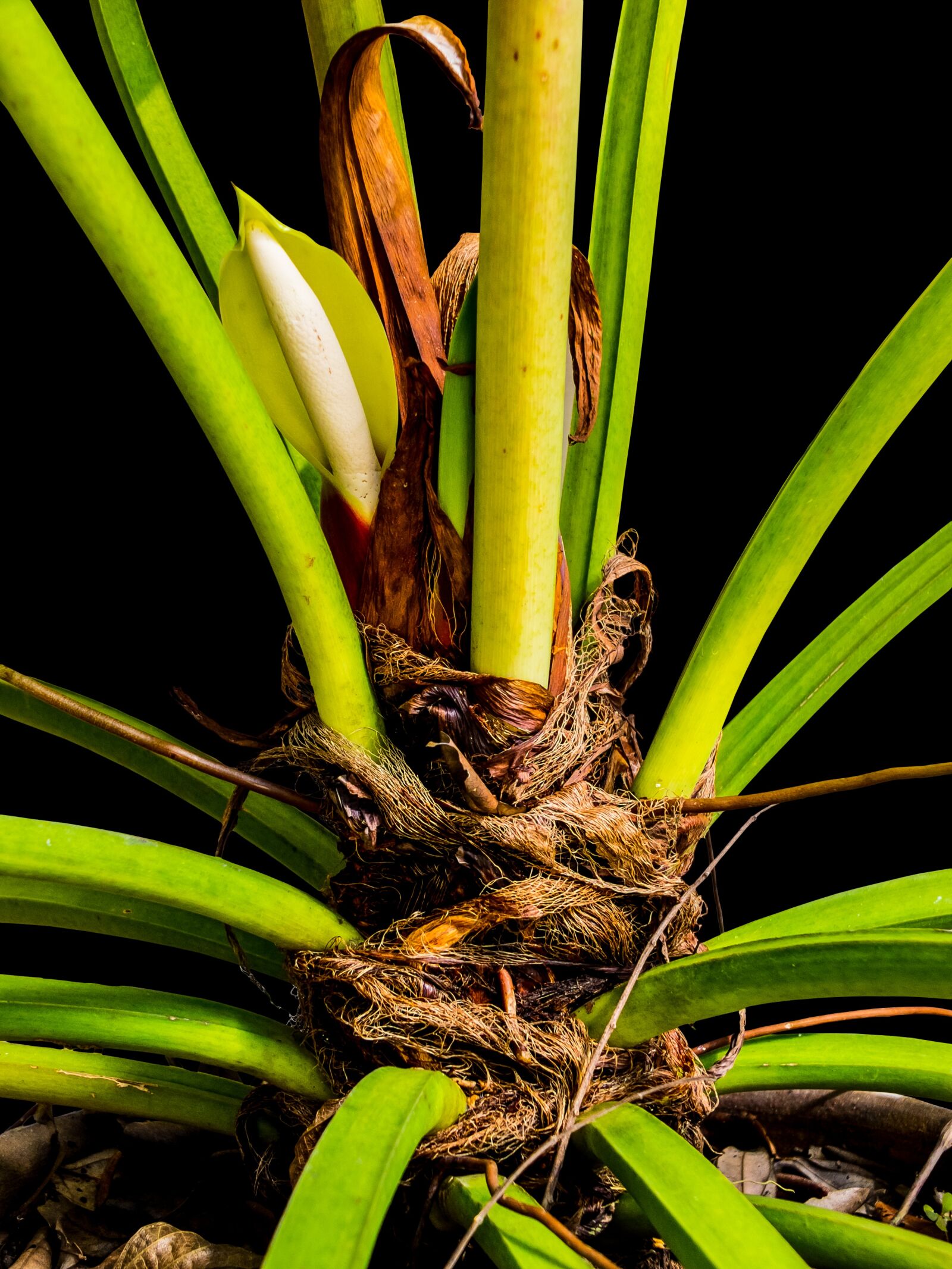 Fujifilm X-S1 sample photo. Palm, palm blossom, palm photography