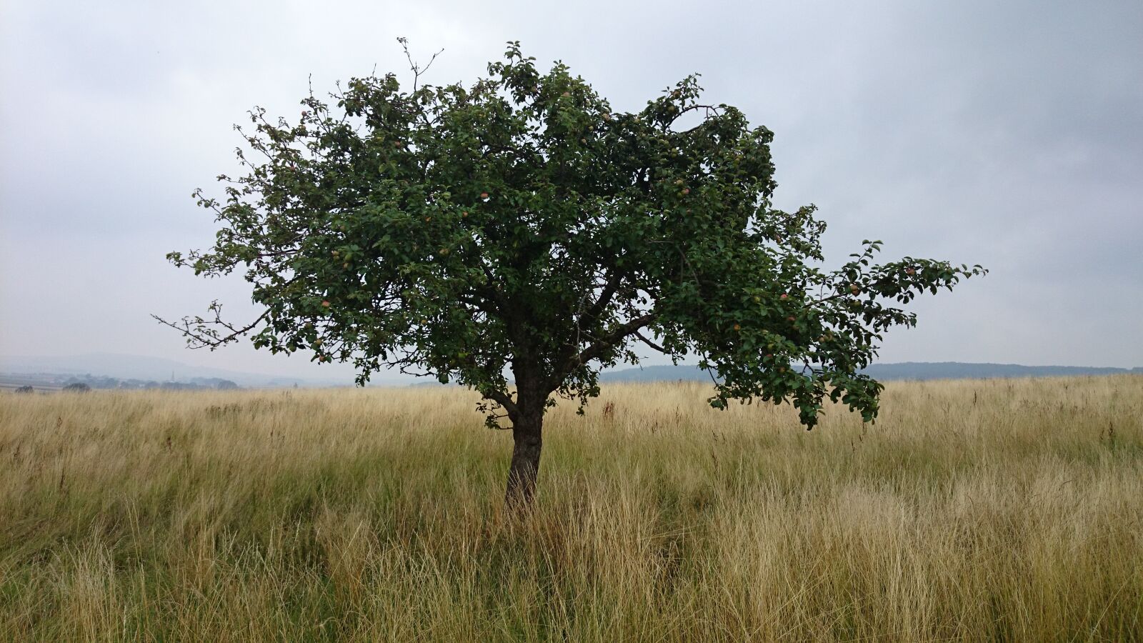 Sony Xperia Z1 Compact sample photo. Tree, meadow, landscape photography