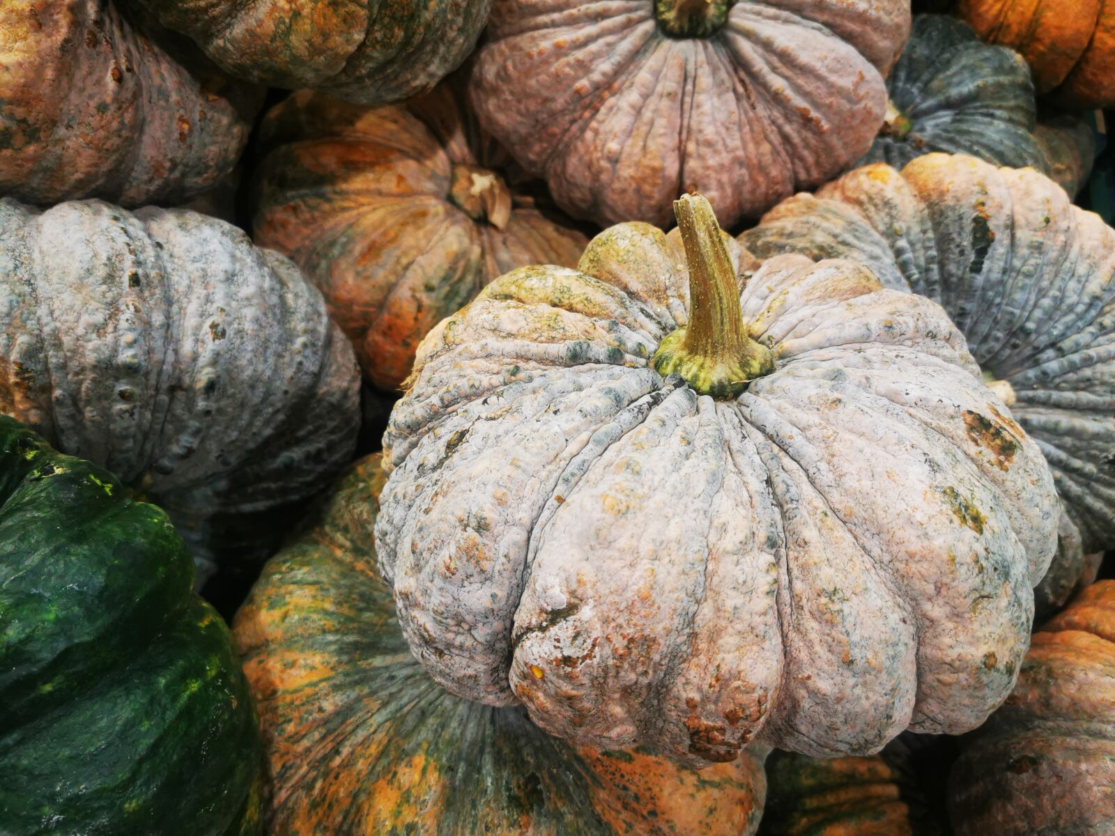 HUAWEI P30 Pro sample photo. Pumpkin, vetgetables, plant photography