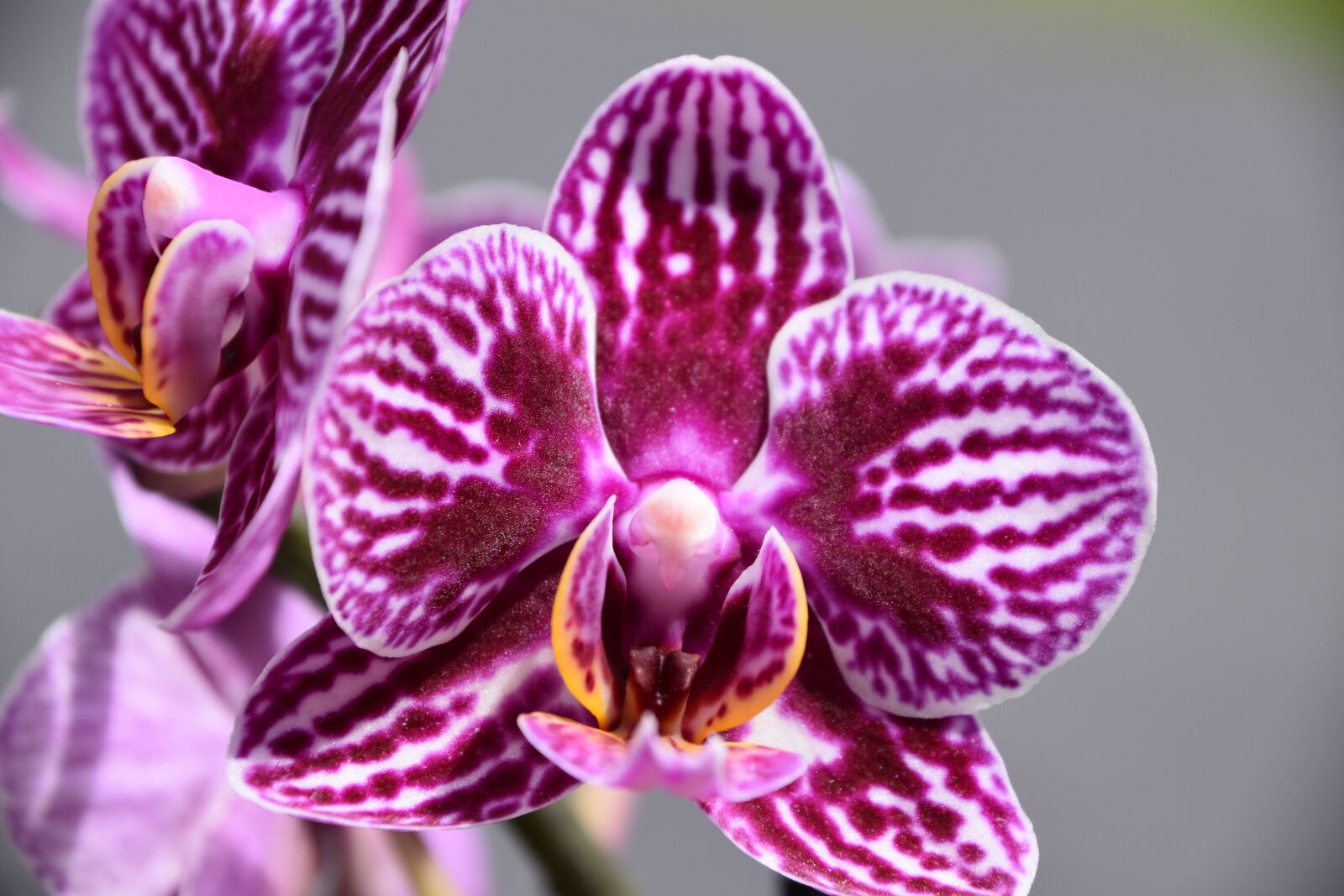 Nikon D5600 sample photo. Orchid, flower, nature photography