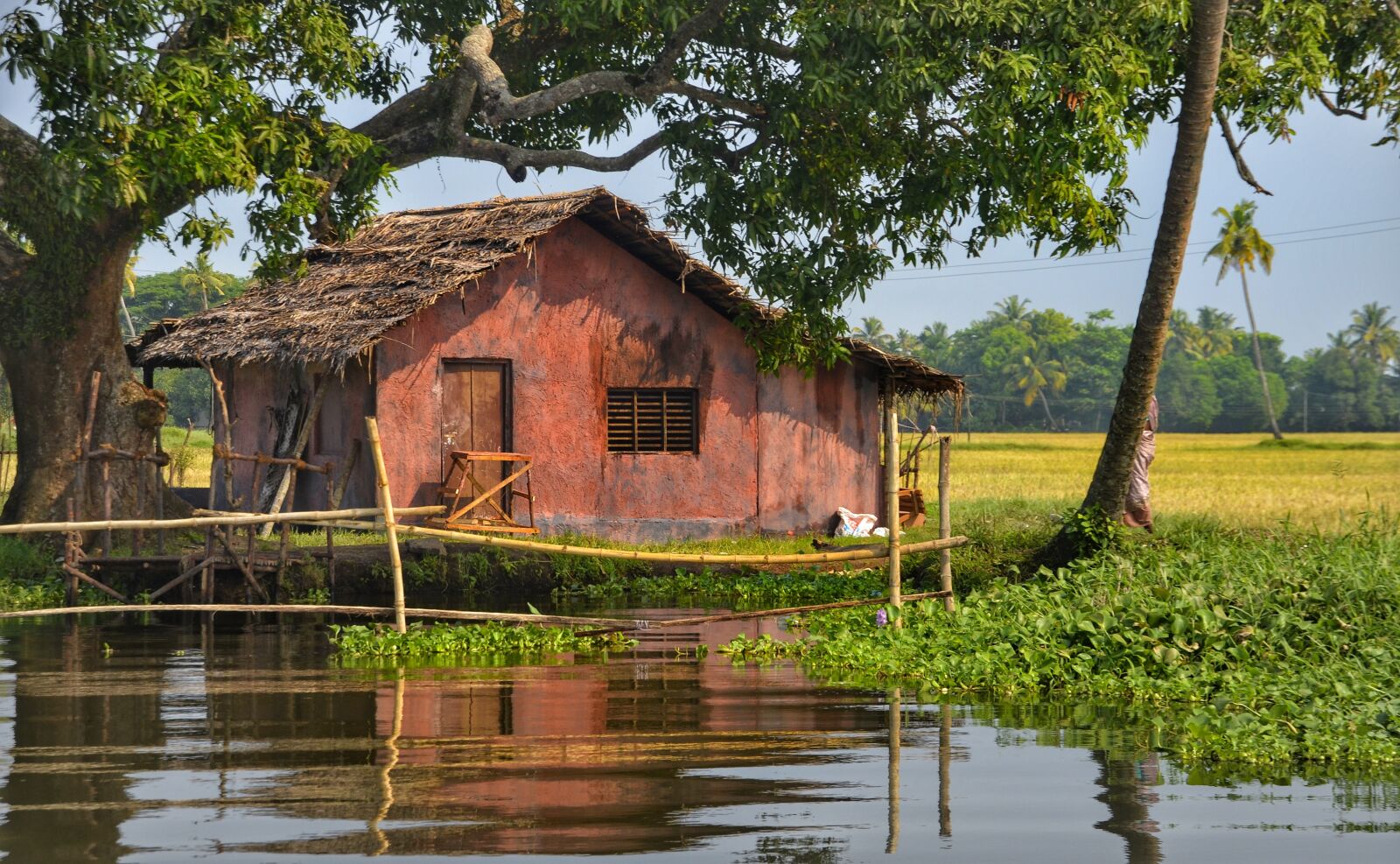 Nikon D5100 sample photo. Tree, shade, river photography