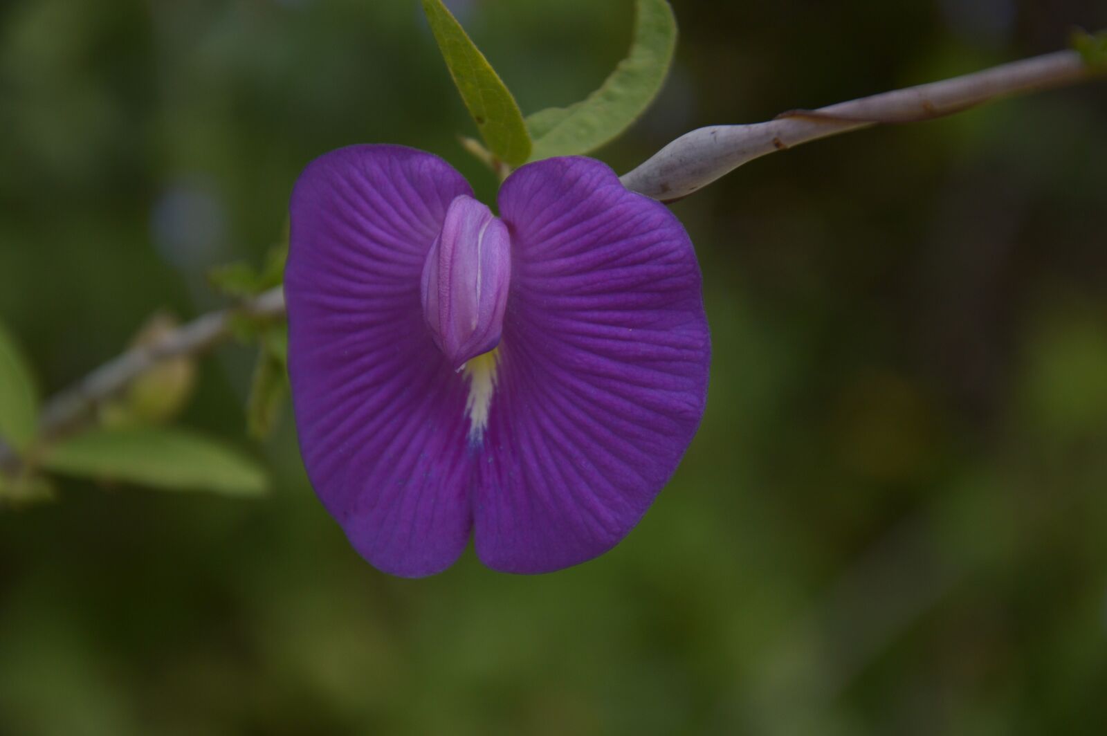 Nikon D3200 sample photo. Flower, violet, rarity photography