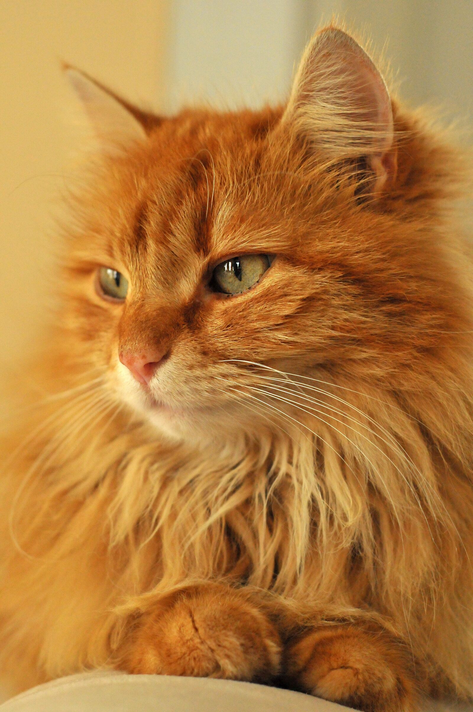 Nikon D300 sample photo. Kitten, cat, animal photography