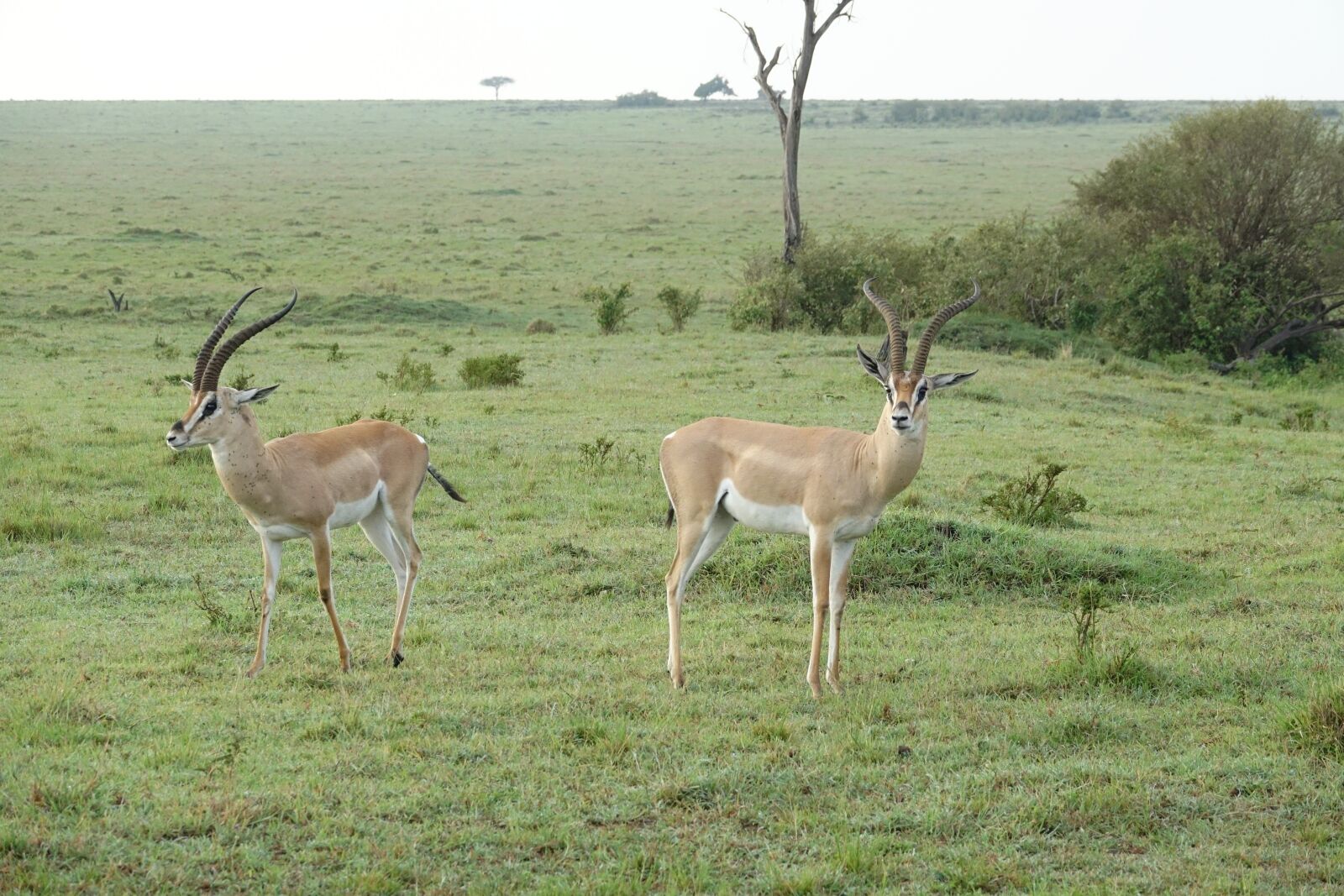 Sony Cyber-shot DSC-RX10 III sample photo. Antelope, wildlife, mammal photography