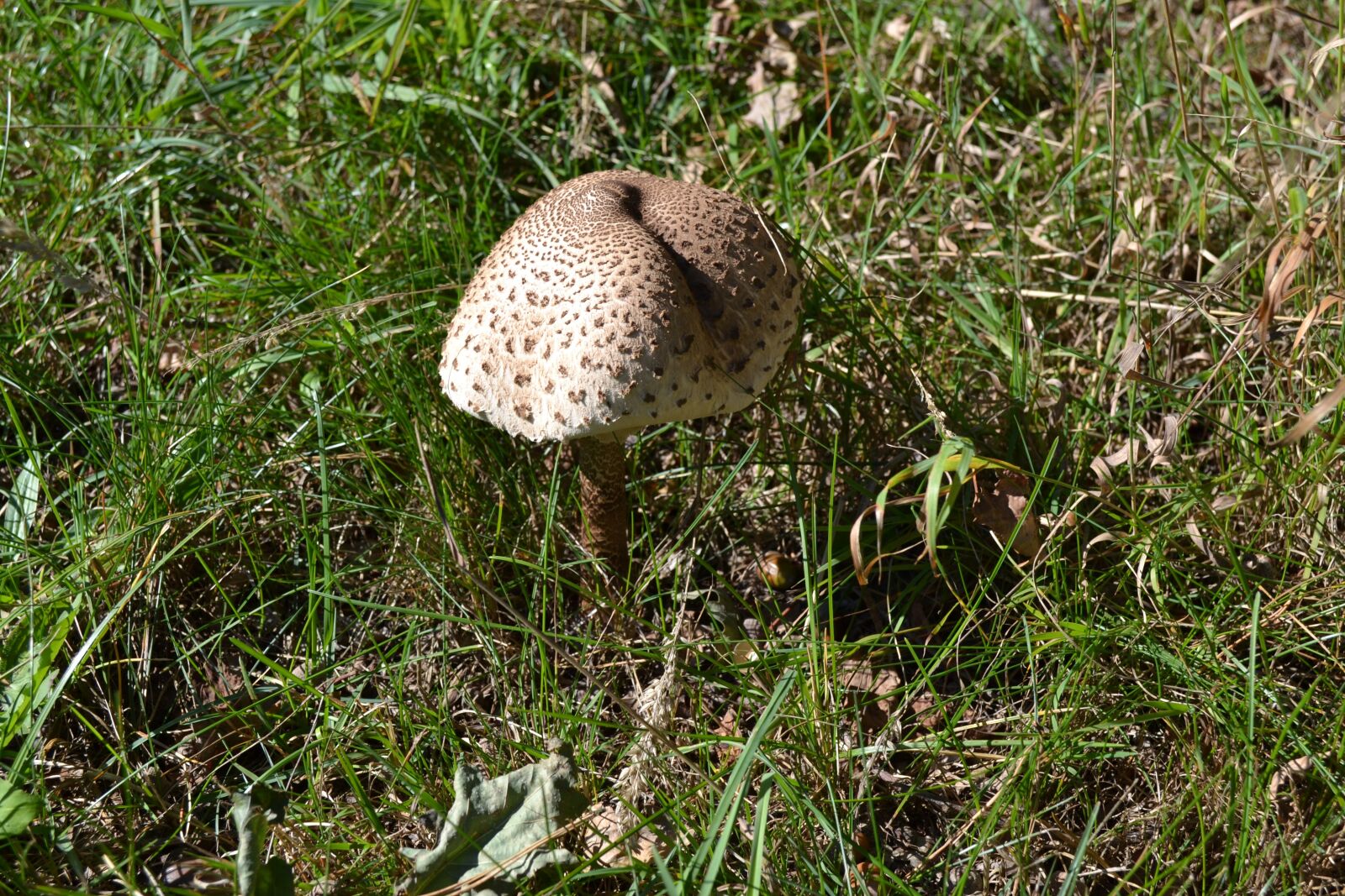 Nikon D3100 sample photo. Mushrooms, summer, nature photography