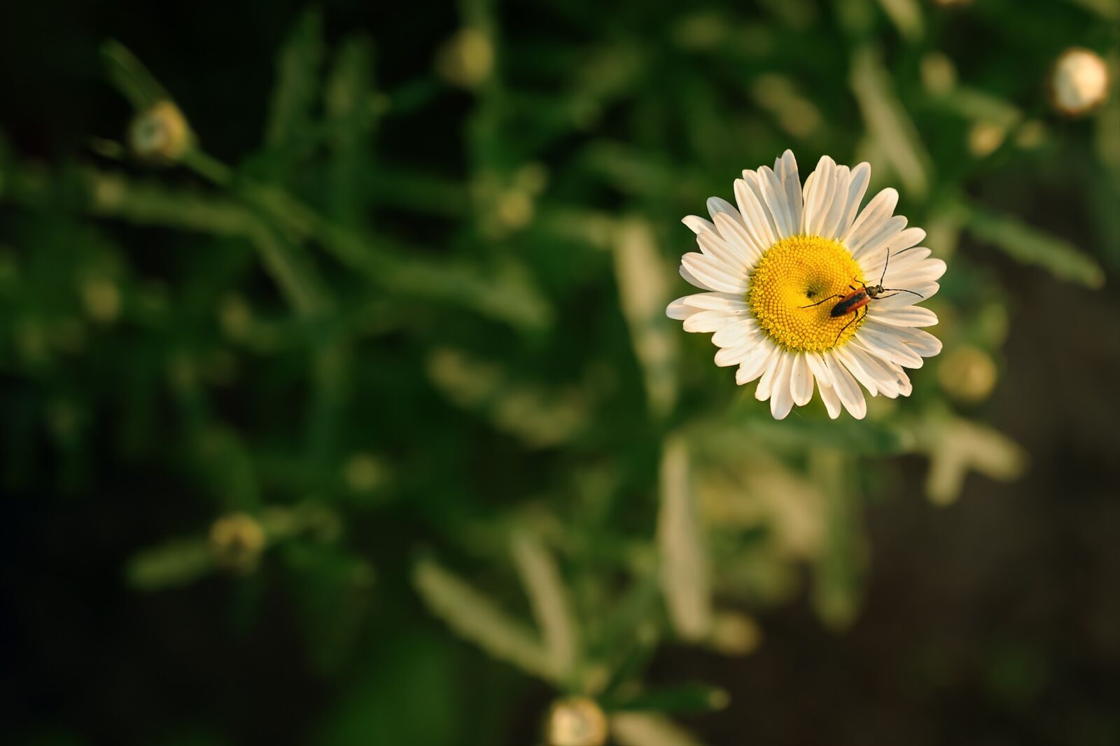 Nikon Z6 sample photo. Daisy, flower, beetle photography