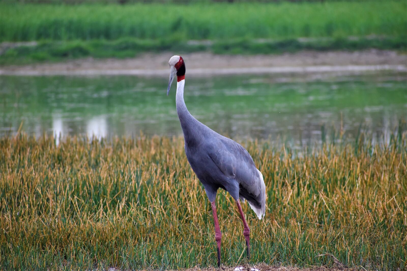 Nikon D5600 sample photo. Nature, bird, animal photography