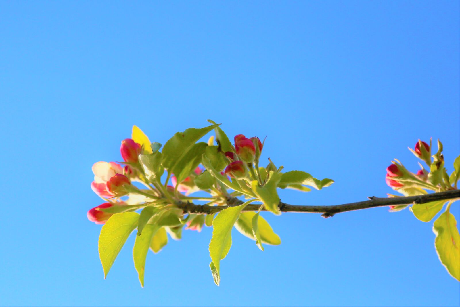 Canon EF 24-105mm F4L IS USM sample photo. Flower, spring, nature photography