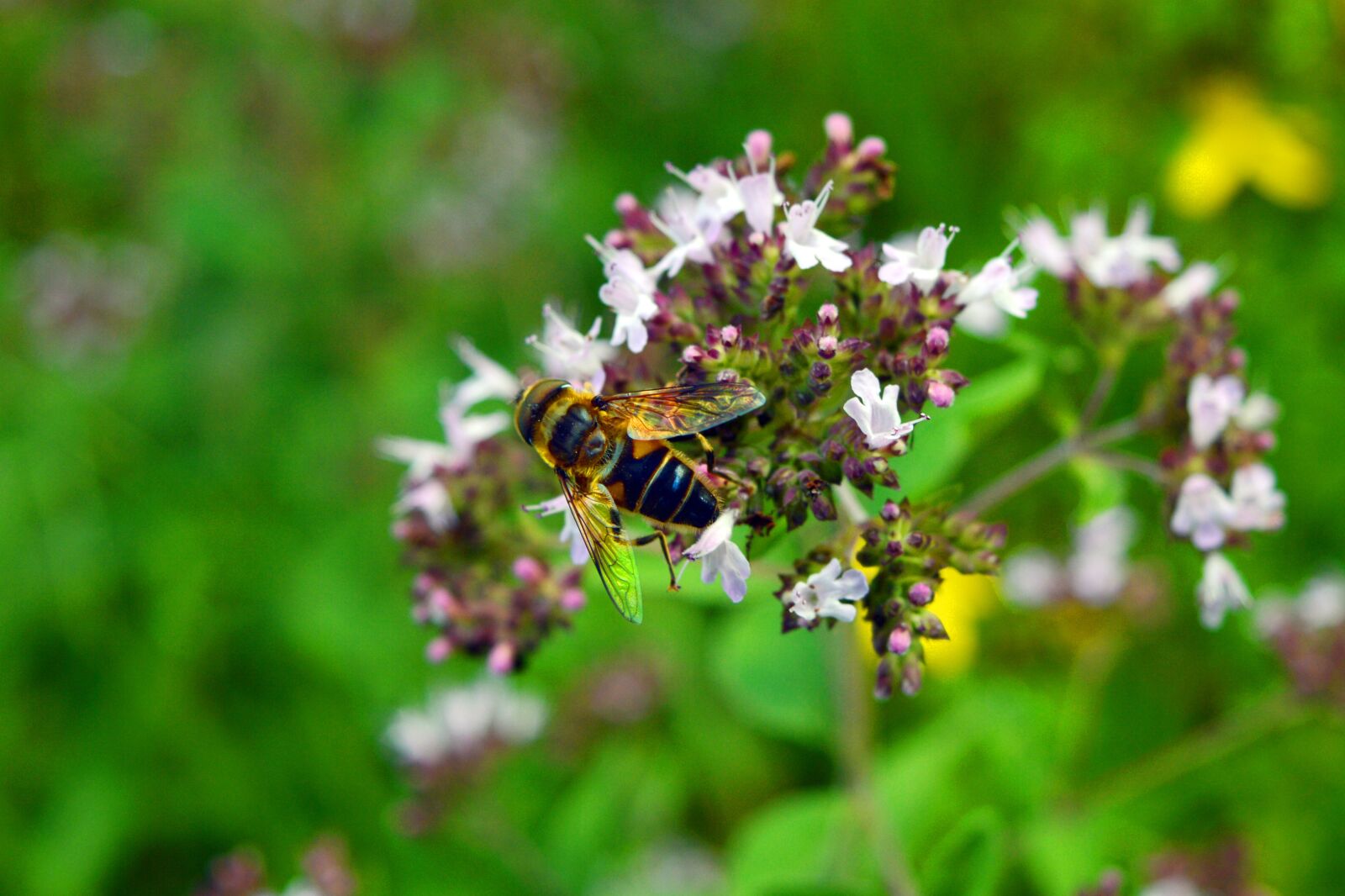 Nikon D3200 sample photo. Bee, blossom, bloom photography