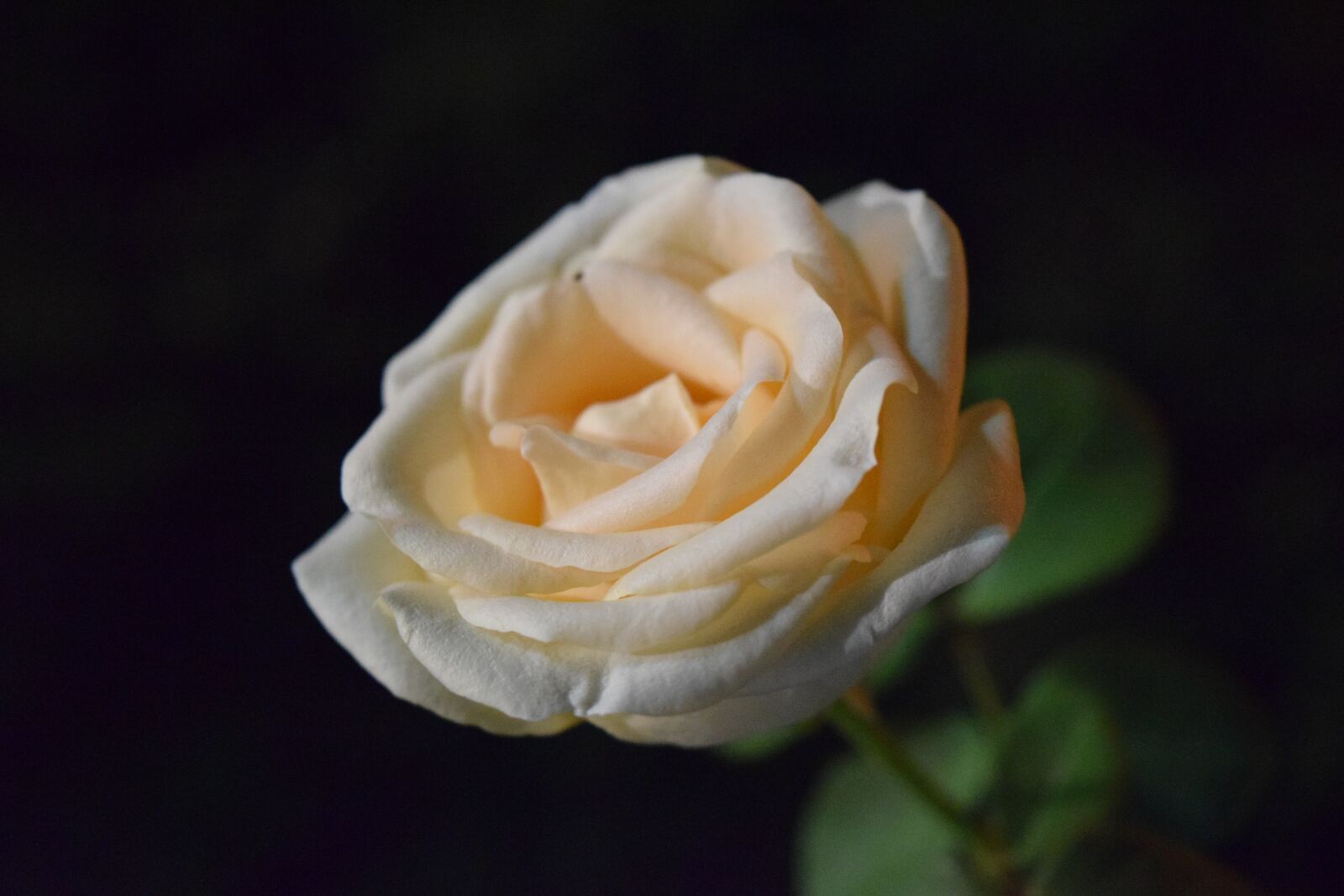 Nikon D3300 sample photo. Rose, macro, flower photography