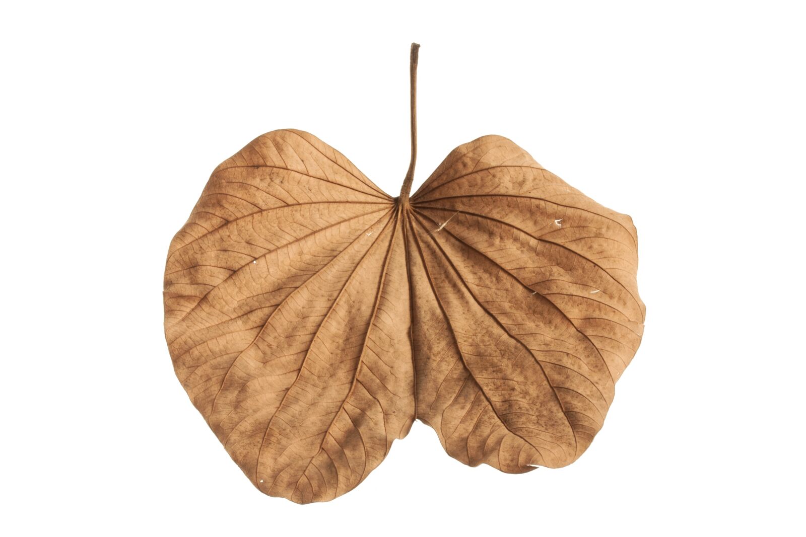 Canon EOS 40D sample photo. Leaves, macro, yellow photography