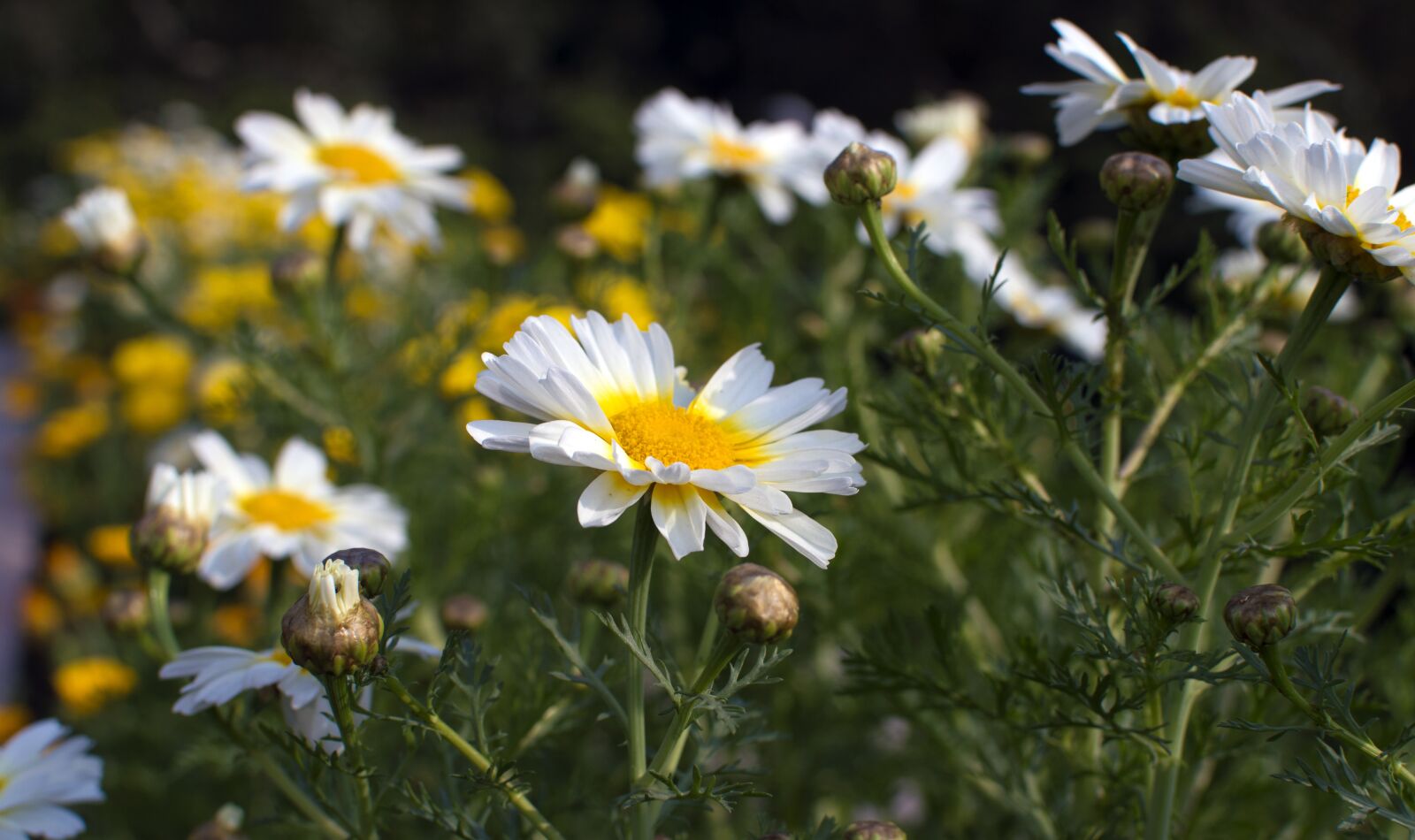 Nikon D3200 sample photo. Flower, nature, beauty photography