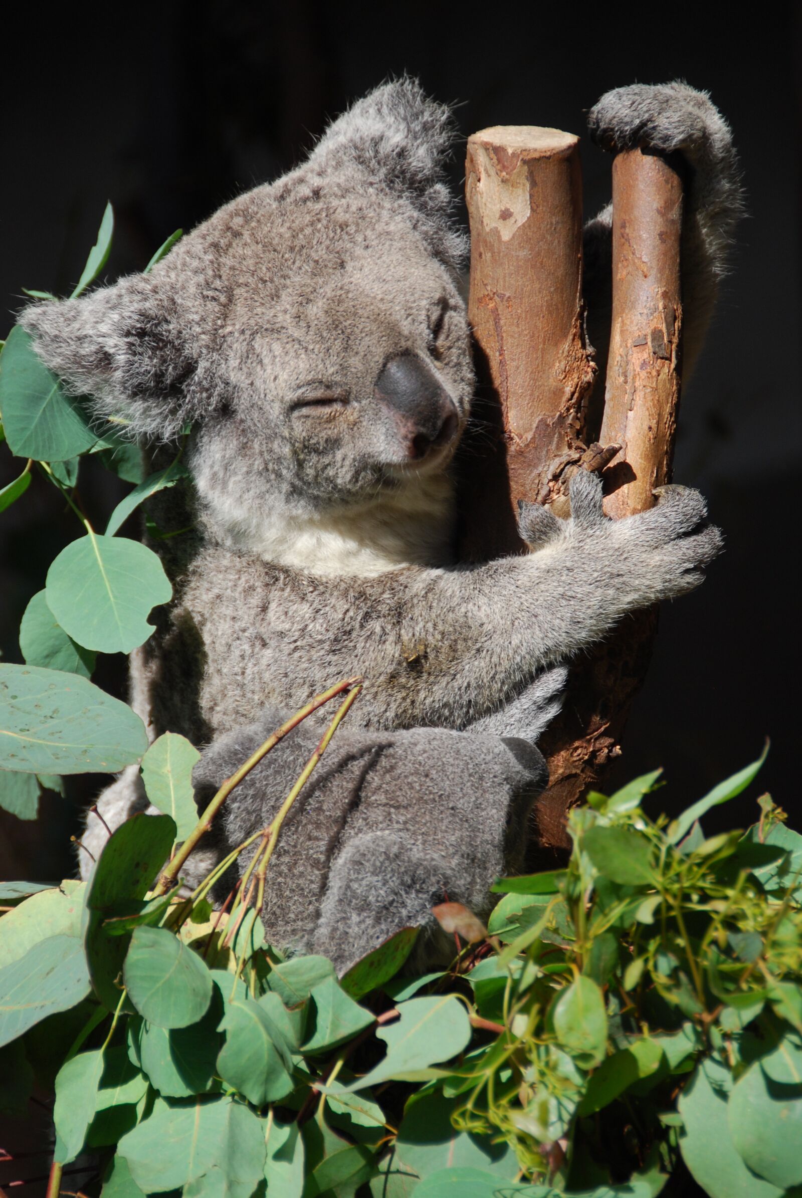 Nikon D60 sample photo. Koala, koala bear, sleeping photography