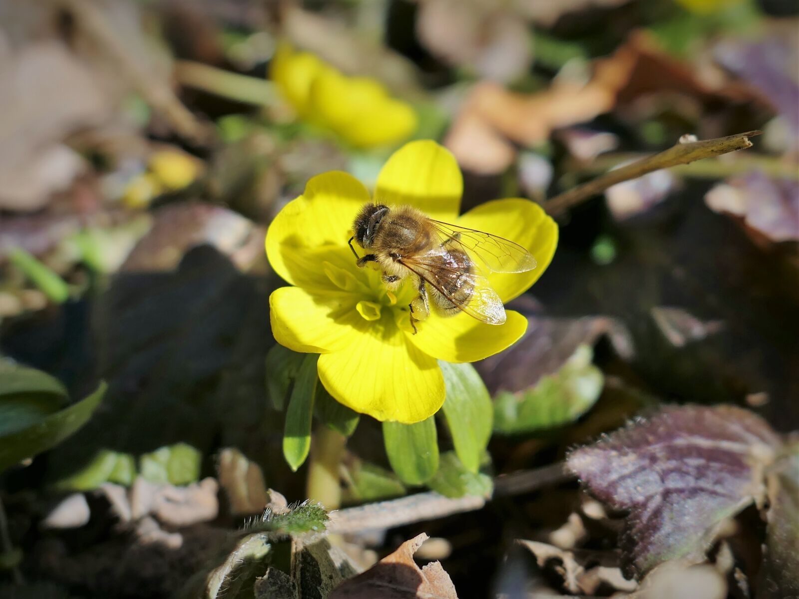 Panasonic Lumix DMC-LX10 (Lumix DMC-LX15) sample photo. Bee, honey bee, insect photography