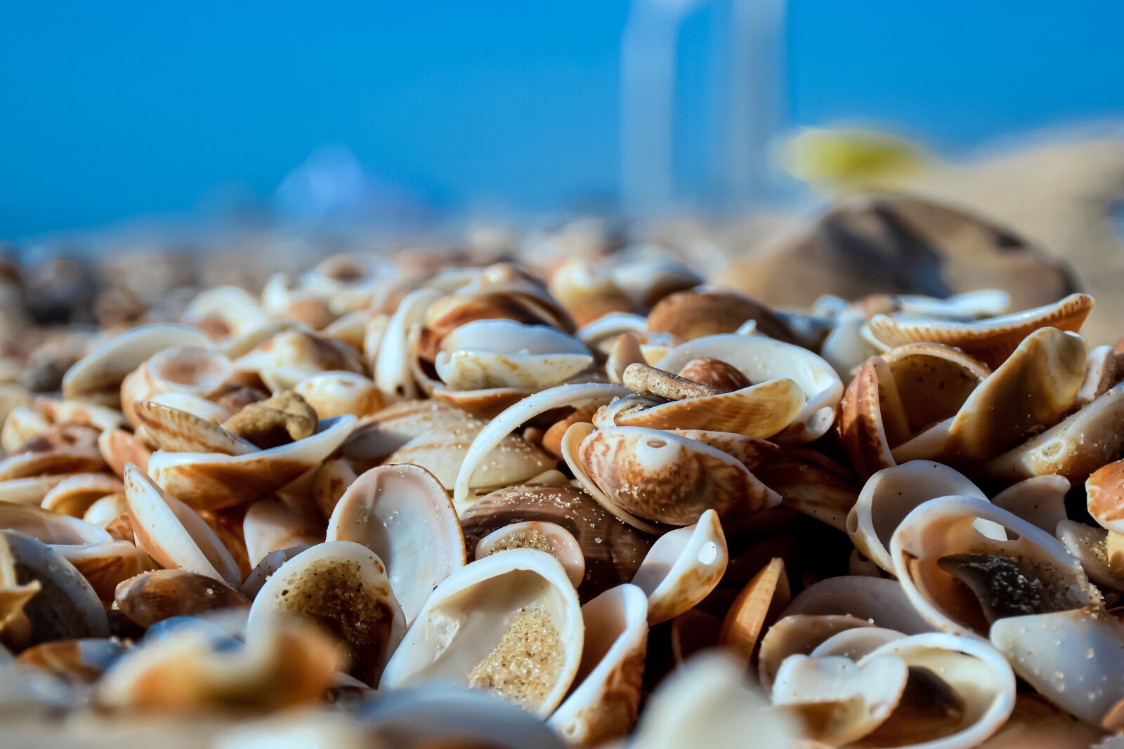 Nikon D5600 sample photo. Sea, sand, shell photography