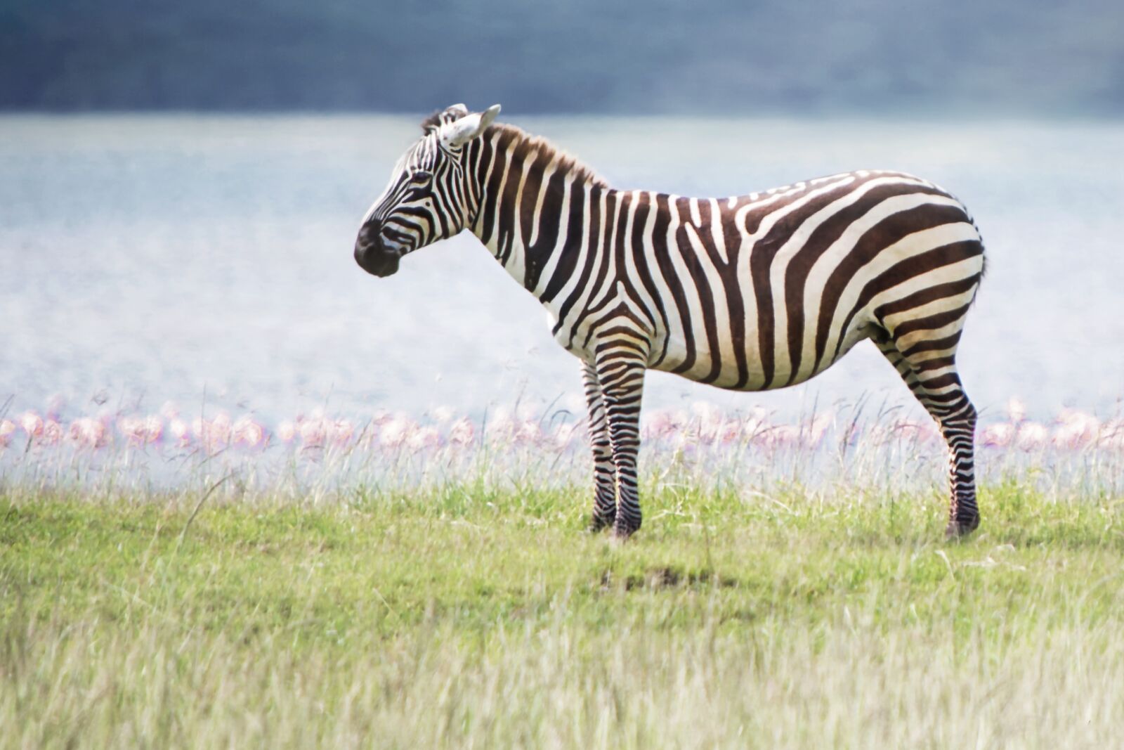 Nikon D3S sample photo. Animal, zebra, wild life photography