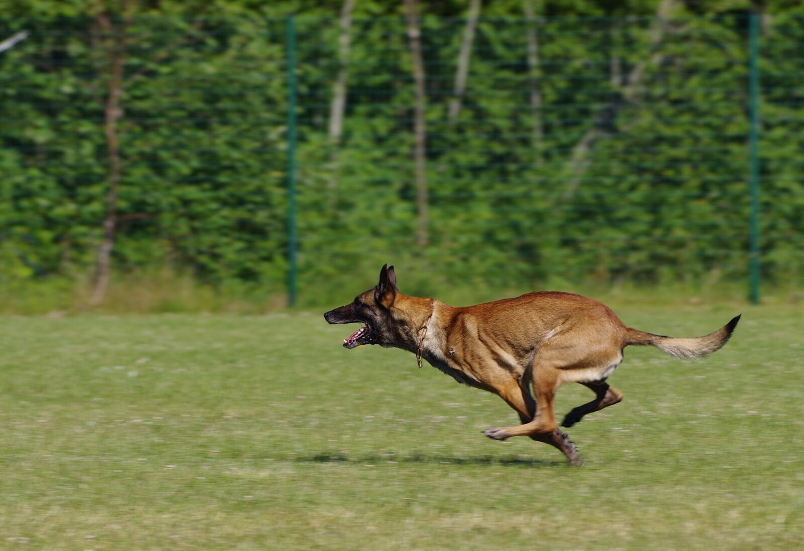Pentax K-1 sample photo. Belgian shepherd malinois, dog photography