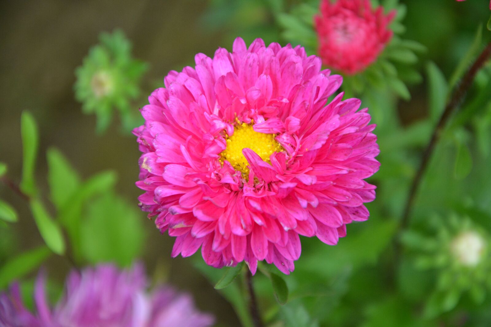 Nikon D5200 sample photo. Flower, pink flowers fuchsia photography