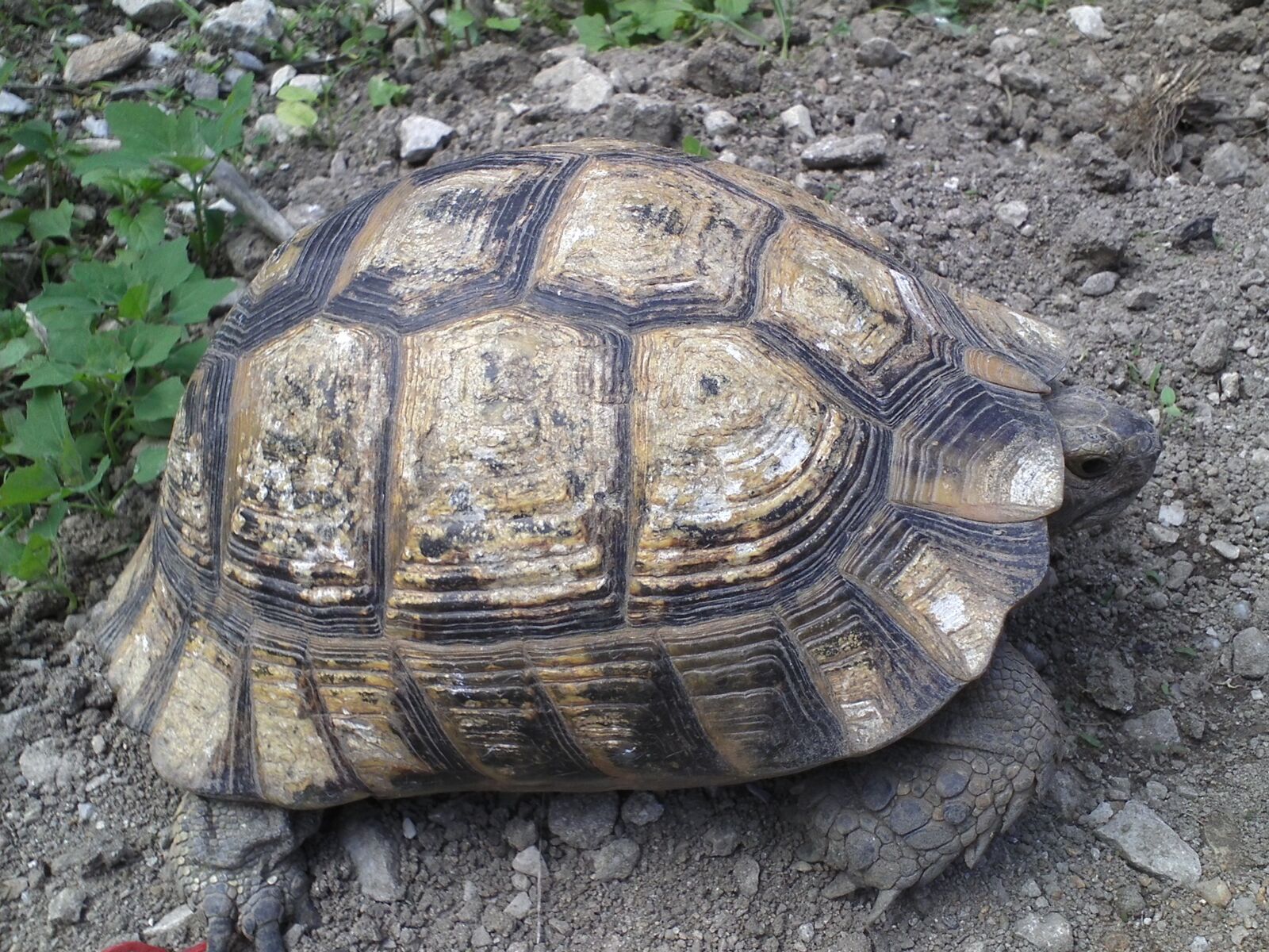 Panasonic HM-TA1 sample photo. Animal, turtle, shell photography