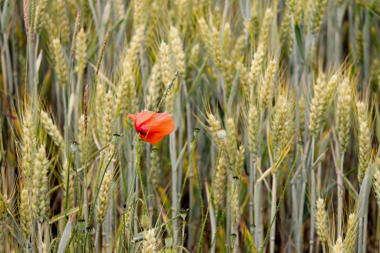 Canon EOS 1100D (EOS Rebel T3 / EOS Kiss X50) + Canon EF-S 55-250mm F4-5.6 IS II sample photo. Poppy, individually, cereals photography