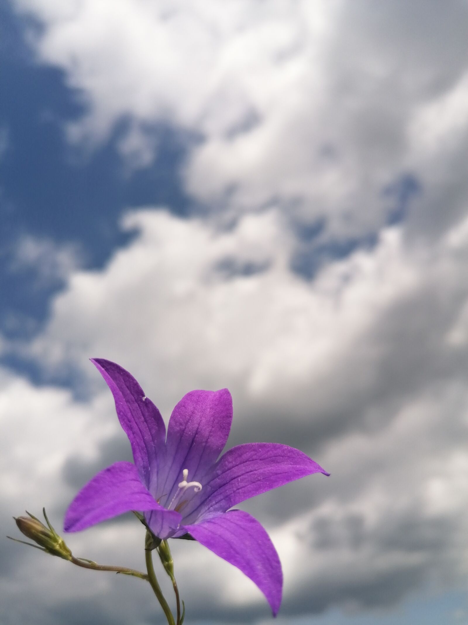 HUAWEI P30 LITE sample photo. Bellflower, sky, cloud photography