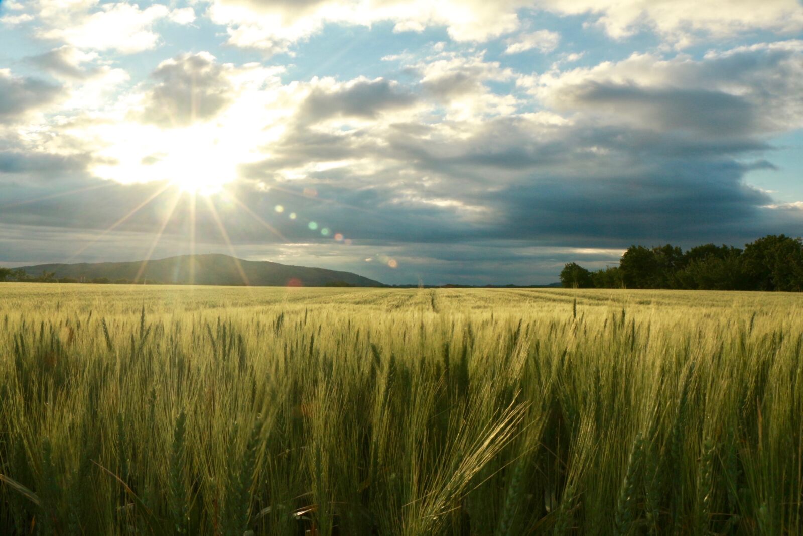 Canon EOS 700D (EOS Rebel T5i / EOS Kiss X7i) sample photo. Field, sun, nature photography